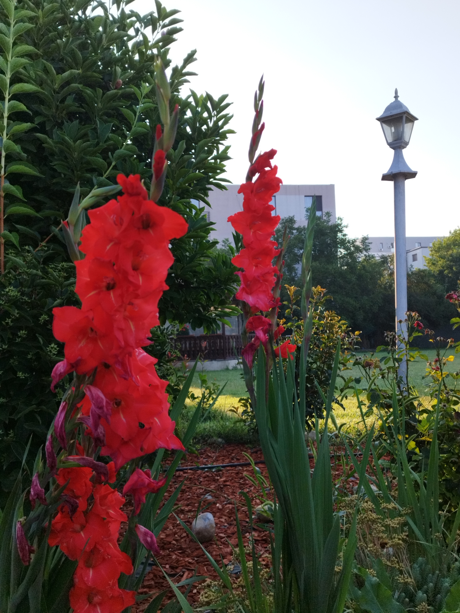 In Bucharest, Romania, an outdoor scene captures the vibrant beauty of nature alongside urban architecture. The foreground is dominated by two tall stalks of bright red gladiolus flowers, their petals unfurling in a striking display. One stalk, closer to the viewer, showcases a cascade of fully bloomed flowers, while the other, slightly further back, displays a more compact cluster of blossoms and buds. The flowers are set against a backdrop of lush green foliage, suggesting a well-tended garden. In the middle ground, a lamppost with a classic design stands tall, its light fixture encased in glass. Behind the garden, a modern building with pale walls and dark windows rises, indicating the presence of urban development. The sky above is a pale blue, transitioning to white at the top of the frame, suggesting it may be early morning or late afternoon. The ground cover beneath the flowers appears to be a reddish-brown mulch. The overall impression is a harmonious blend of natural beauty and city life.