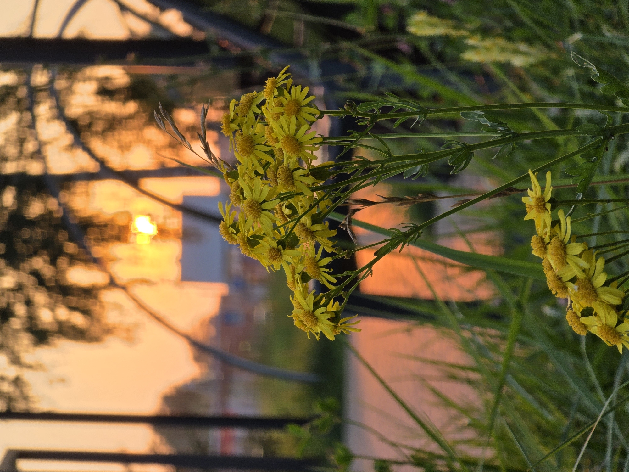 In an outdoor setting, a cluster of bright yellow flowers with daisy-like petals dominates the foreground of the image. The flowers are in sharp focus, with their delicate structures clearly visible. Behind them, the background is blurred and softened by the warm glow of a sunset. The setting sun casts an orange and yellow hue across the sky and reflects on what appears to be a paved walkway or ground surface. Silhouettes of trees and some urban structures are discernible in the distance, creating a bokeh effect with their out-of-focus shapes. Green grass and other foliage are visible around the flowers and in the midground, adding depth to the scene. The overall impression is one of natural beauty set against an urban backdrop during the golden hour.