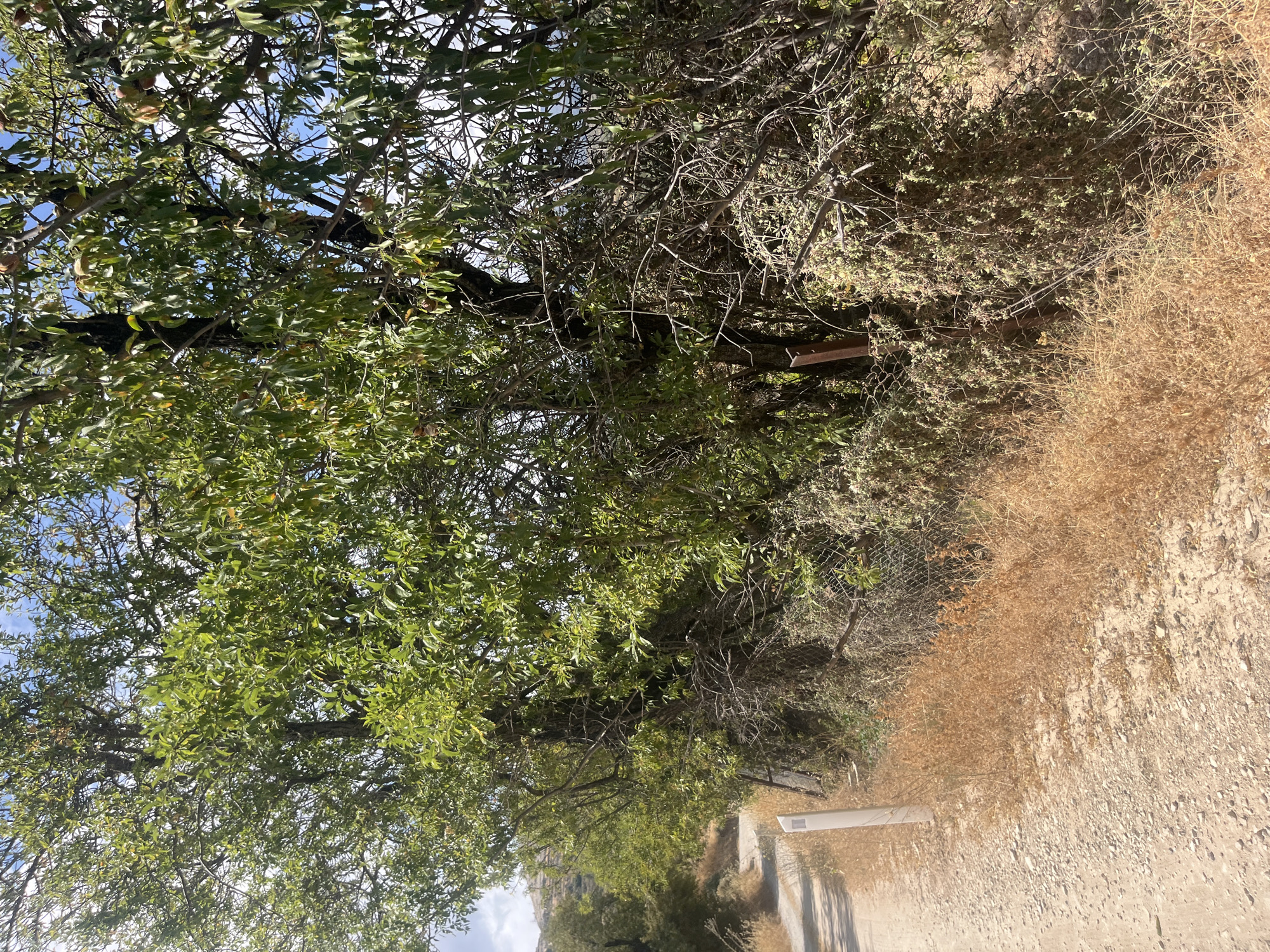 A dirt road curves through a rural landscape in Silikou, Cyprus. The road is bordered by dry, brown grass and a wire fence overgrown with vegetation. Behind the fence, large trees with green leaves and some brown fruit or nuts are visible, casting shadows. The sky is partly cloudy. A white post stands by the side of the road. The scene appears to be in natural daylight.