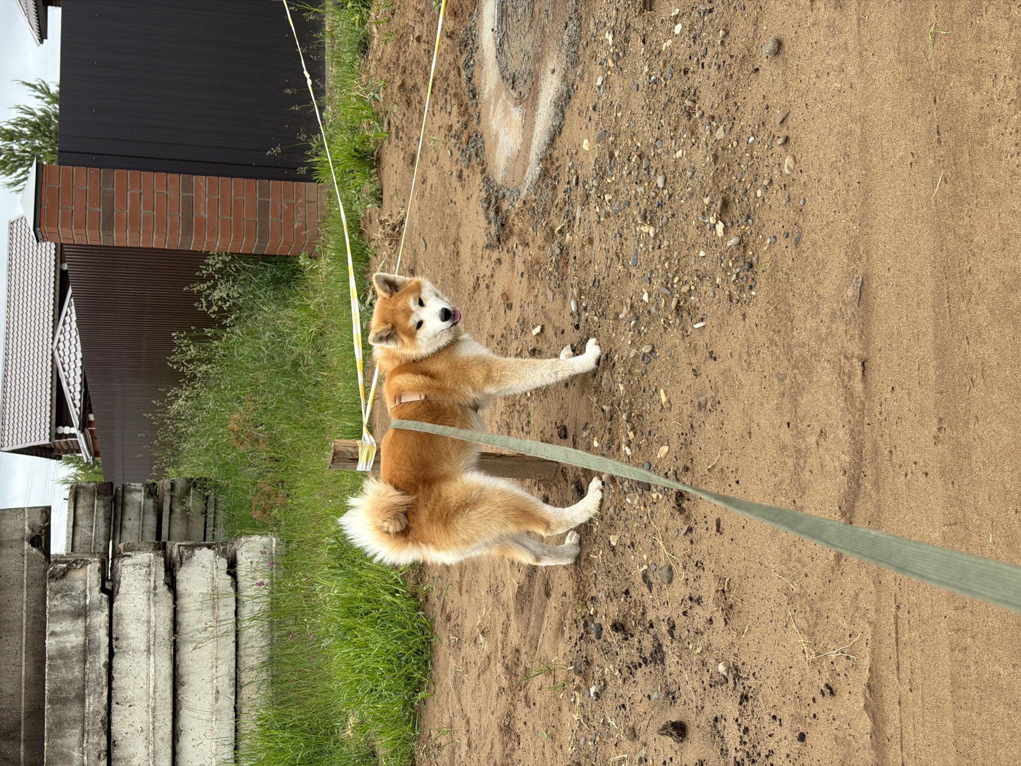 The image depicts an outdoor scene in Chaikovsky, Russia, featuring an Akita dog tethered on disturbed sandy ground. In the foreground, a light green leash extends from the bottom of the frame to a reddish-brown and white Akita dog. The dog stands on light brown sandy and gravelly terrain, facing slightly left with its head turned towards the viewer, mouth slightly open. It wears a light-colored harness. The leash is secured to a rough wooden post in the midground, which is wrapped with yellow and white striped caution tape. Another line of similar caution tape runs horizontally behind the dog and post. To the right of the dog, a circular depression in the ground contains wet mud or shallow water.
In the left background, a tall stack of gray, weathered concrete slabs is visible, positioned beside an area of green grass. In the right background, a dark brown corrugated metal fence runs horizontally, supported by a brick pillar constructed from reddish-brown and dark brown bricks, topped with a light-colored cap. Behind the fence, portions of two houses with dark brown tiled roofs are visible, interspersed with green trees and foliage. The sky is overcast and light gray. The overall environment appears to be a rural or suburban area under development or with utilitarian structures.