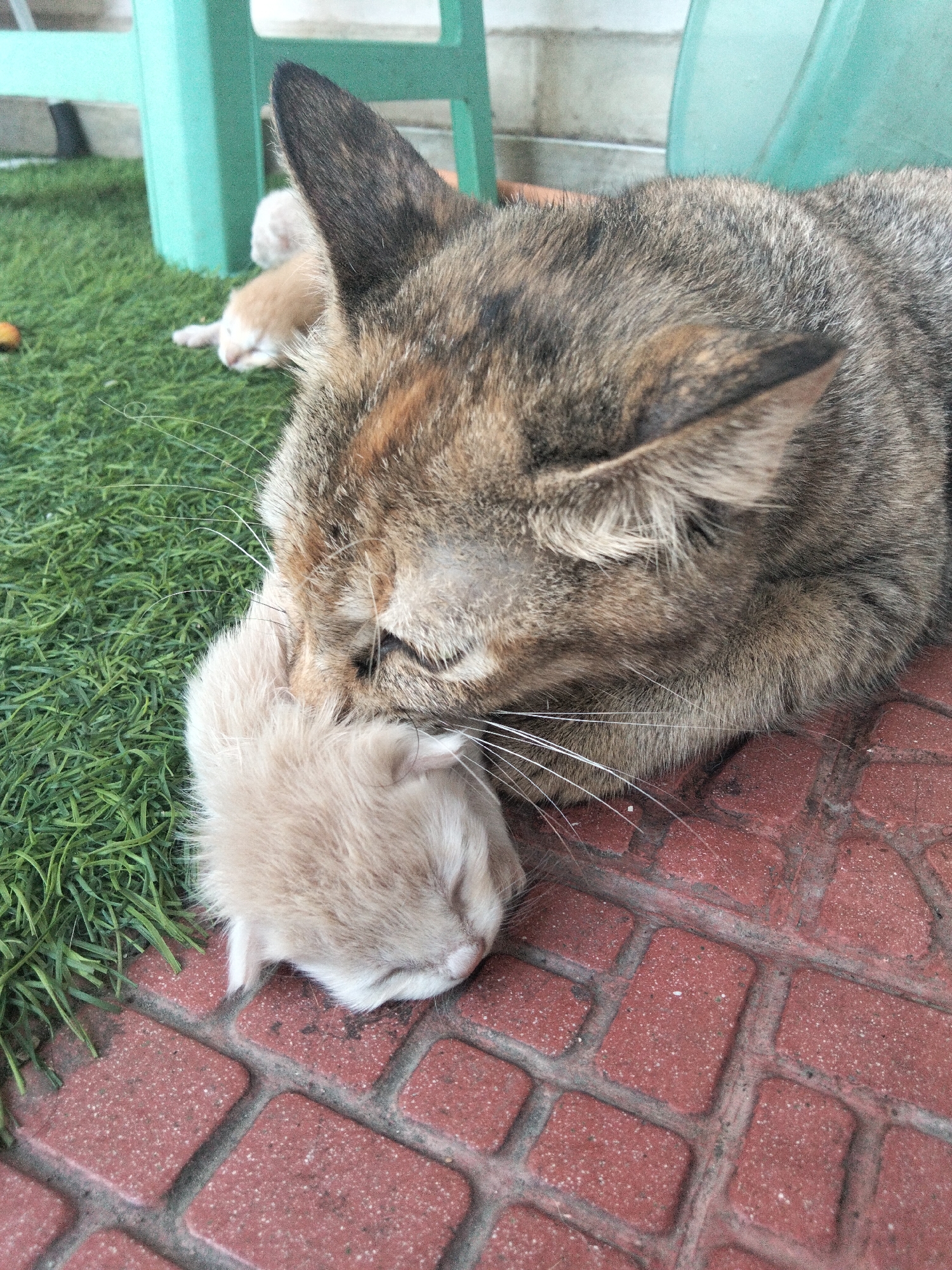 A close-up, eye-level shot shows a mother cat grooming a very young, light-colored kitten. The mother cat, a calico or tortoiseshell with brown, black, and orange markings, is nuzzling and licking the kitten's face. The kitten is curled up, with its eyes closed, appearing to be asleep or relaxed.
The scene takes place outdoors on a patio area with red brick paving stones and artificial turf grass. In the background, a blurred mint-green plastic chair is visible. The overall impression is one of maternal care and domestic tranquility. This scene is located in Denpasar, Indonesia.