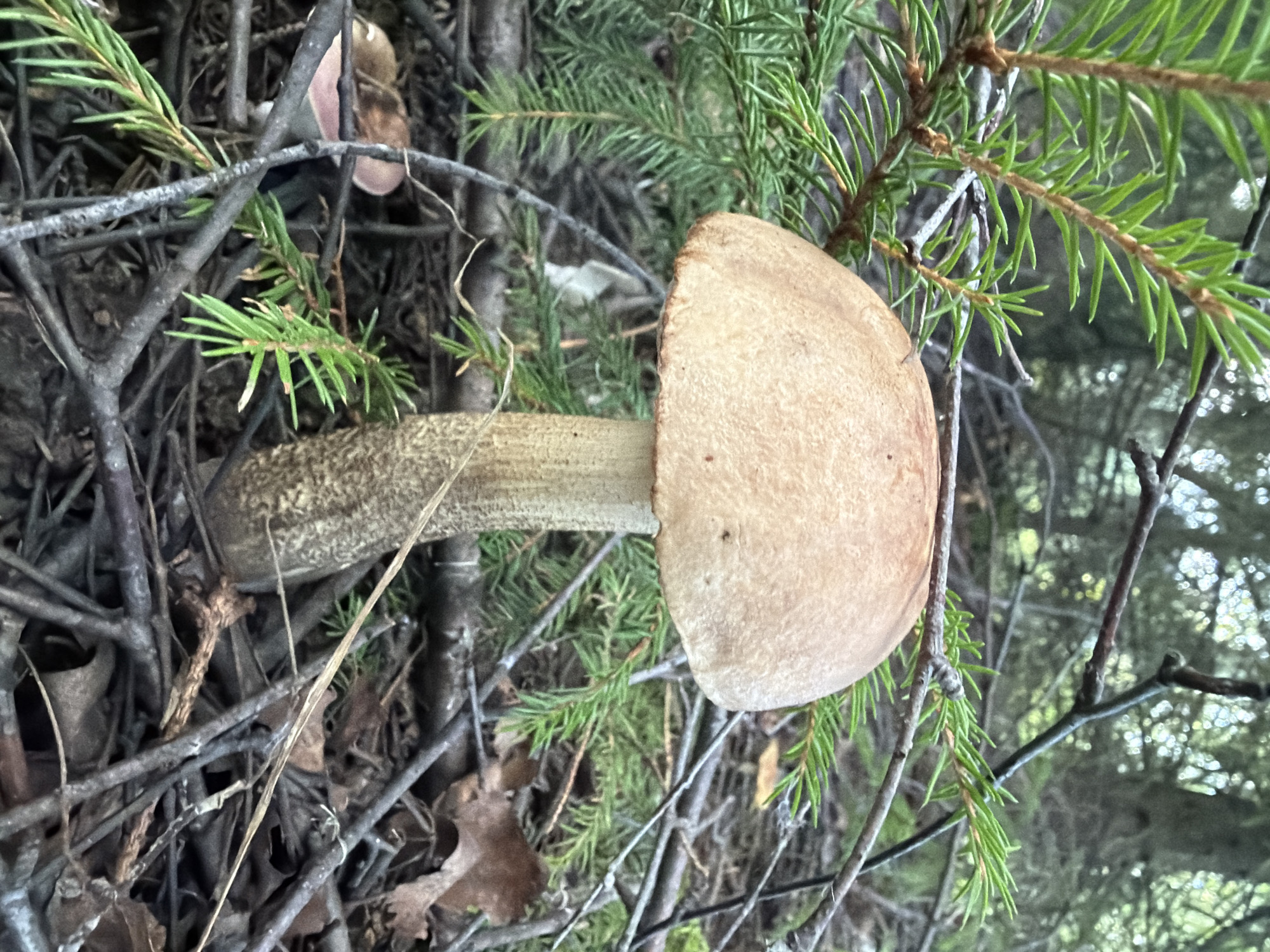 A solitary mushroom with a light brown cap and a speckled stem stands in the center of the frame, surrounded by the forest floor of Bol'shie Kurashki, Russia. The mushroom is positioned in front of a backdrop of dark green pine needles and dried branches, with dappled sunlight filtering through the trees in the distance. The ground is covered with a layer of fallen leaves and twigs, creating a natural and undisturbed environment. No people or animals are visible in the image.