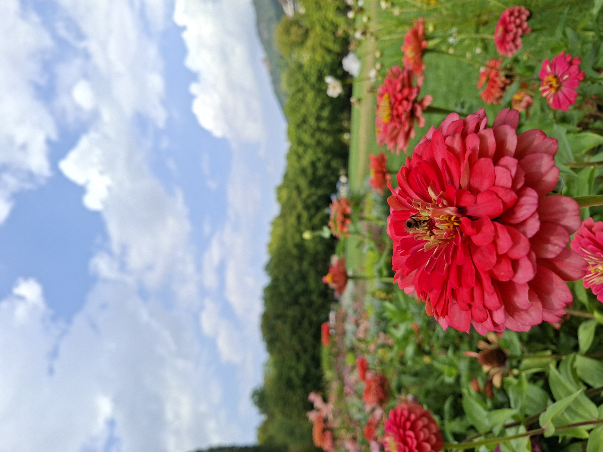 A close-up, eye-level shot captures a vibrant red zinnia flower in bloom, with a bee actively collecting nectar from its center. The flower is in sharp focus, showcasing its intricate petal structure and the fuzzy body of the bee. In the background, a field of similarly colored flowers, predominantly red and pink, extends into a soft-focus green lawn. Beyond the lawn, a line of lush, dark green trees forms a backdrop against a bright blue sky dotted with fluffy white clouds. The overall scene evokes a sense of a sunny day in a well-maintained garden or park. This photograph was taken at the Lichtentaler Allee in Baden-Baden, Germany, a renowned public garden known for its diverse flora.