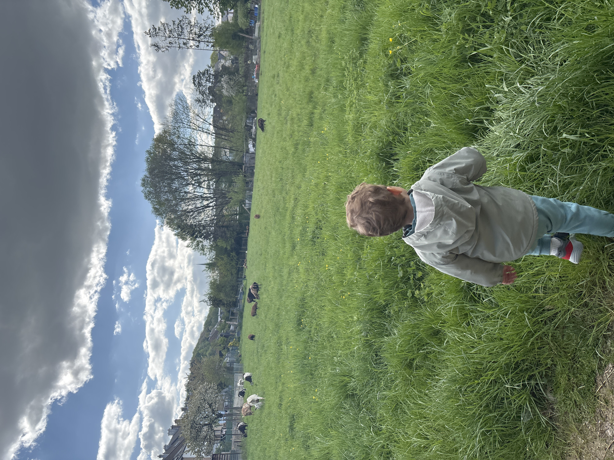 An outdoor scene depicts a young child walking through a large, vibrant green field populated by grazing animals, under a dynamic sky. The image is taken from a slightly elevated perspective behind the child, who is positioned on the right side of the frame.
The child, with light brown hair, wears a light grey hooded jacket, light blue trousers, and athletic shoes with red and white elements. They appear to be observing the field or the animals. The field itself is covered in long, lush green grass, with scattered small yellow wildflowers visible.
Various animals are spread across the expansive field. In the mid-ground, a large, dark brown, cow-like animal is visible. Further into the background, other smaller brown animals are grazing. On the left side of the field, a group of light-colored animals, likely goats or sheep, are also seen grazing.
The background of the scene features a line of trees, some appearing bare or sparsely leafed, while others are fuller. Beyond the trees, residential or urban structures and buildings are discernible, suggesting the field is located near a settlement. The sky is partly cloudy, displaying patches of bright blue interspersed with large, white and grey cumulus clouds, indicating a sunny but variable weather day. The time of day appears to be daytime. The setting is identified as Pétange, Luxembourg. No visible text is present in the image.