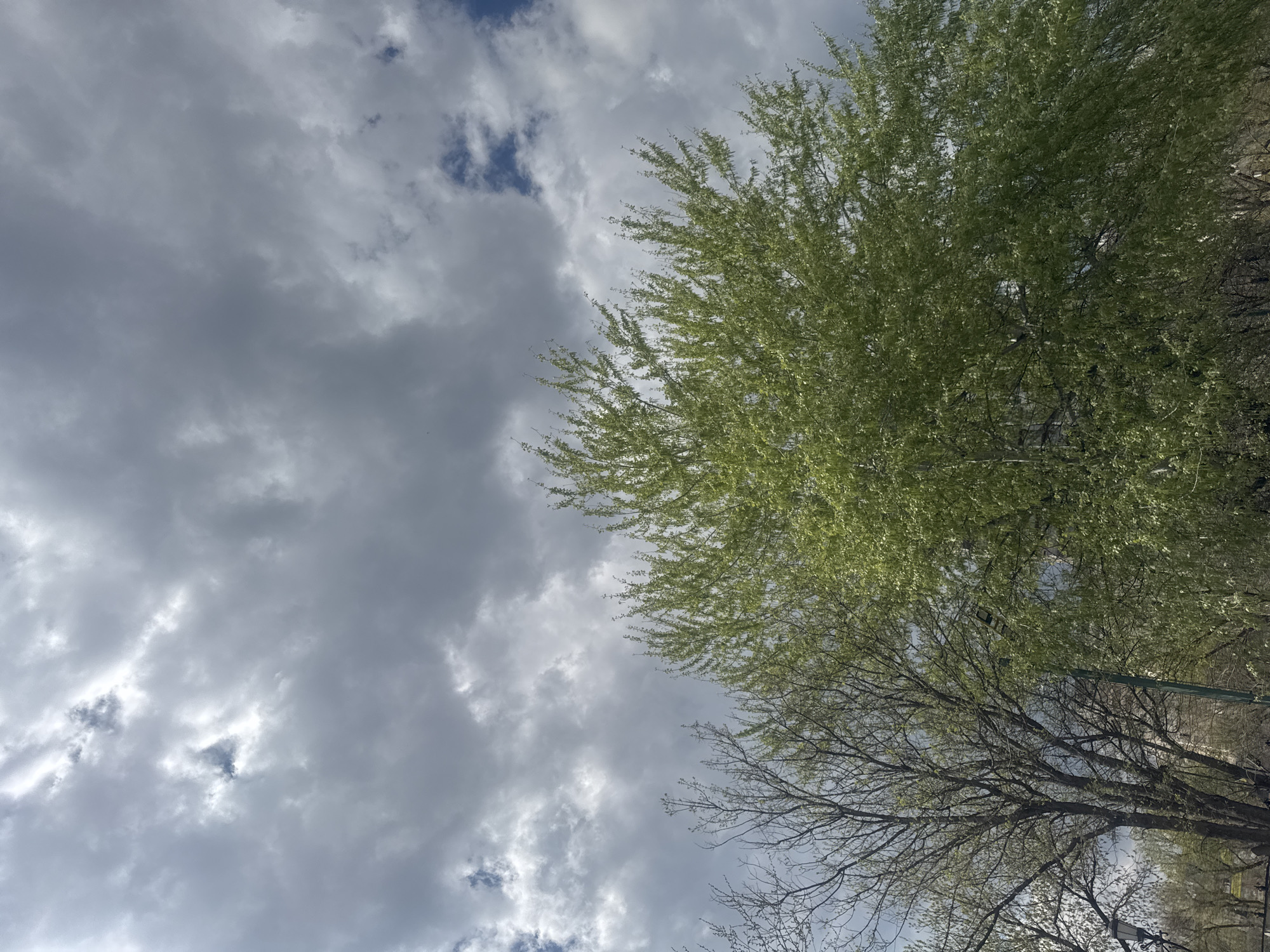 The image is taken from a low angle, looking up at trees and the sky. On the right side of the frame, there are two trees, one with full green leaves and another below it with bare branches. On the left side, there are gray clouds with some patches of blue sky visible through them. The photo likely depicts a street view in Tbilisi, Georgia, given the presence of trees typical of the region and the cloudy sky. No people or specific objects indicating a specific location in Tbilisi are visible.