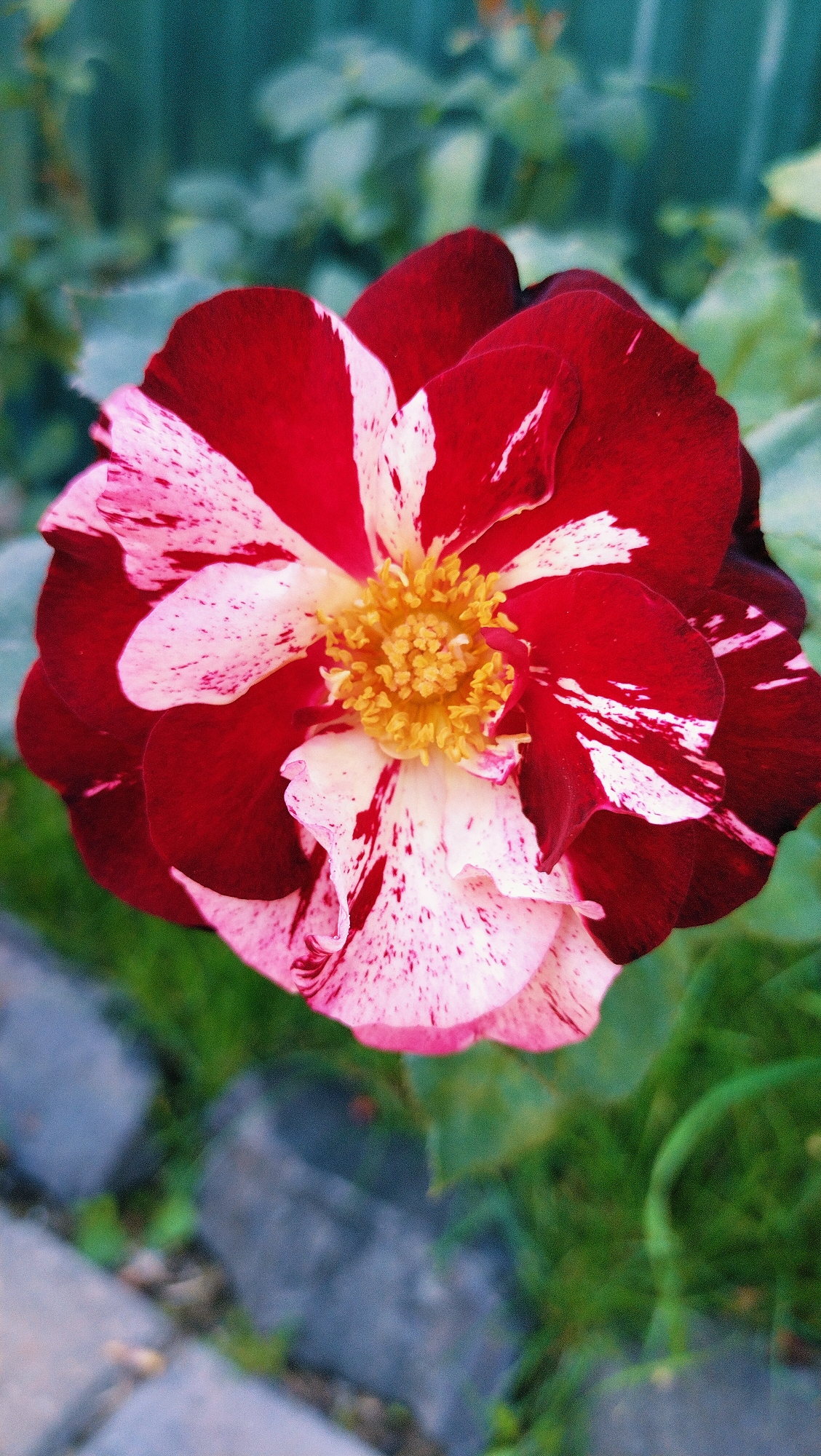 A close-up, vertical shot shows a bi-colored rose with dark red and white petals, speckled with red. The center of the rose is a cluster of yellow stamens. The background is blurred, with hints of green leaves and a muted teal fence. In the lower left corner, out-of-focus grey paving stones are visible. The image appears to be taken outdoors, likely in a garden setting. The location is identified as Horishni Plavni, Ukraine.