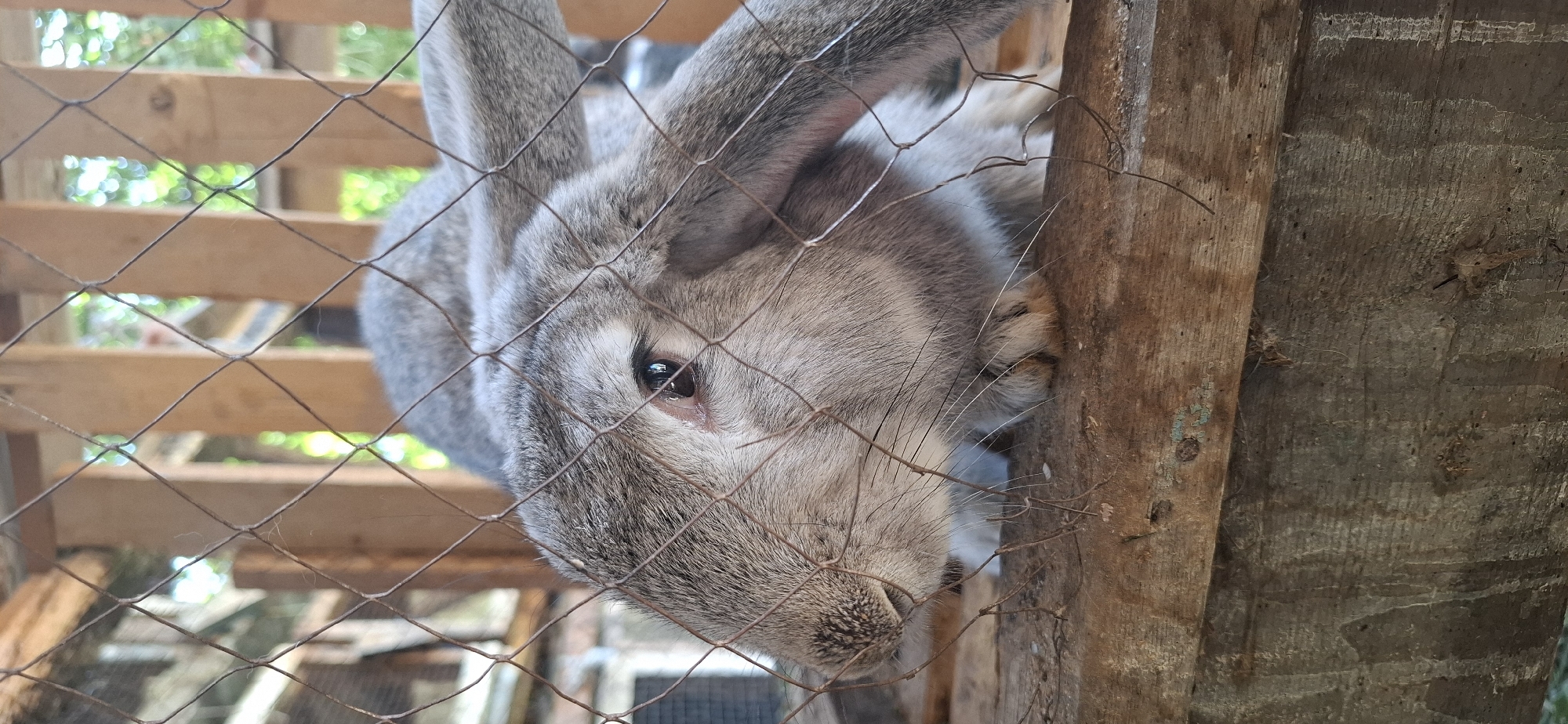 A grey rabbit is visible behind a wire fence in a rustic enclosure. The rabbit's head is turned towards the left, with its right eye clearly visible and reflecting light. Its ears are long and floppy, characteristic of a lop-eared breed. The fur appears soft and textured. The enclosure is constructed with wooden planks and wire mesh, suggesting a farm or backyard setting. The background is blurred, but appears to be outdoors with foliage and possibly other wooden structures. The image does not provide any information about the city of Ushtobe, Kazakhstan.