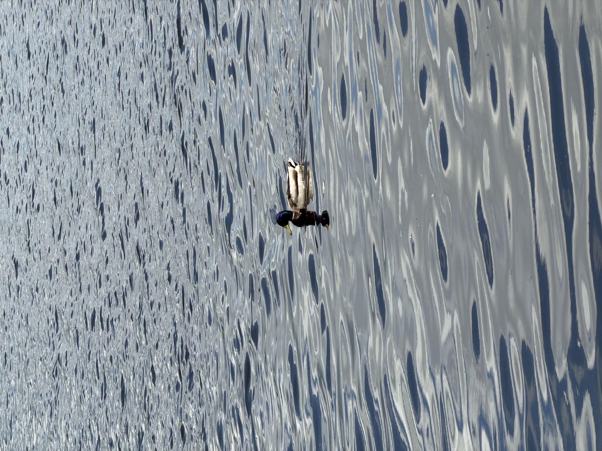 A sideways, wide-angle shot shows a pair of mallard ducks diving in a body of water, likely the Kama Reservoir in Chaikovsky, Russia. One duck is mostly submerged with its rear end and feet sticking out of the water. The second duck is slightly out of frame. The water is light grey and white, with prominent ripples and dark shadows due to sunlight reflecting on the surface.