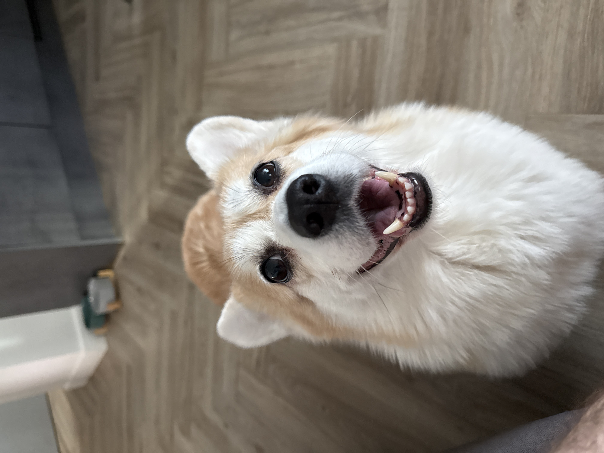A medium, upward-angled, close-up shot depicts a tan-and-white corgi dog from the chest up, with the subject facing the camera. The dog has its mouth open, revealing teeth. The dog appears to be on a wooden floor. The location in the city of Krasnoyarsk, Russia is undetermined.