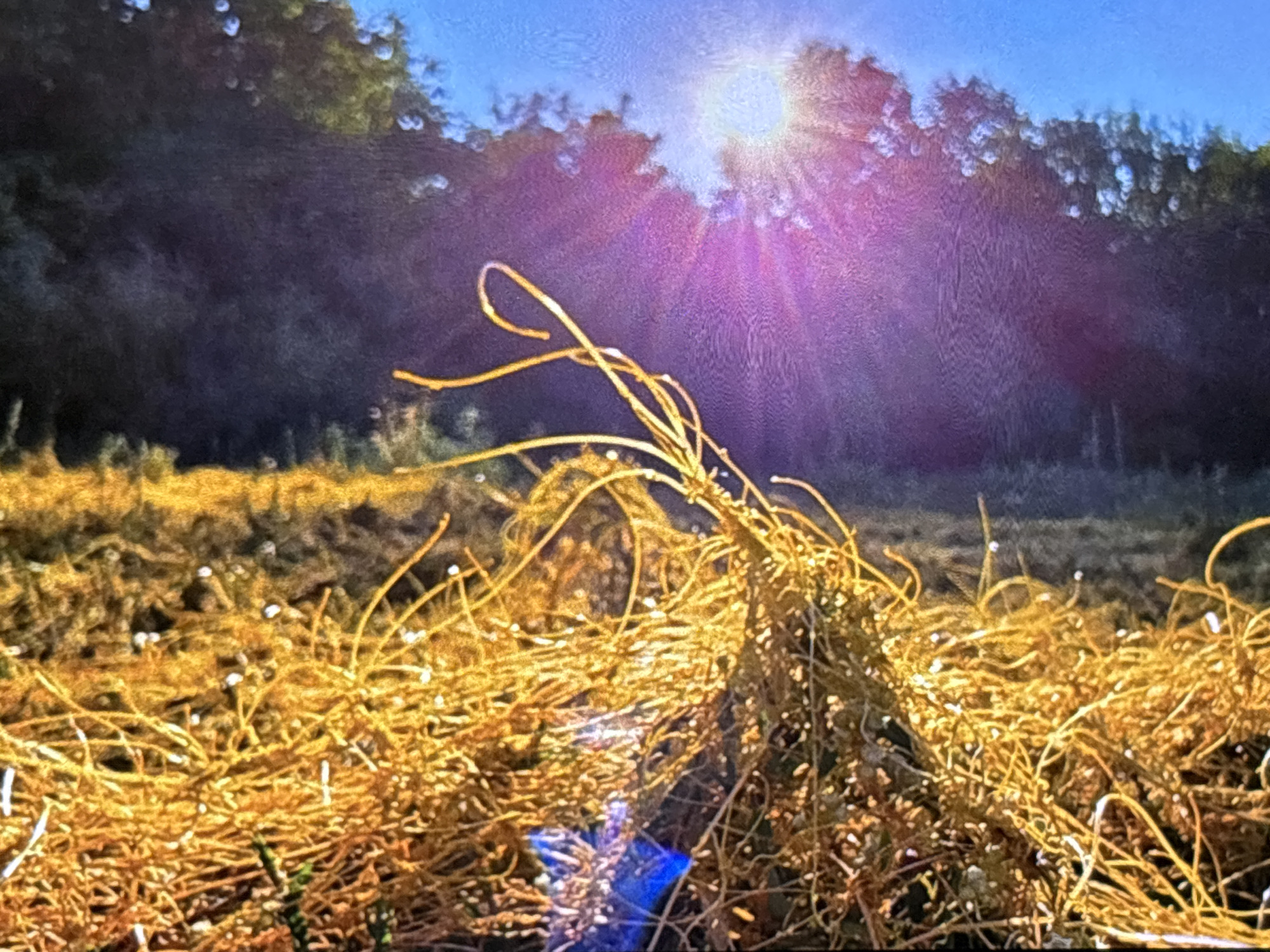 This media file captures an outdoor, sunlit natural landscape, likely a field or undeveloped area near Wolverhampton, United Kingdom. The foreground is filled with a dense, tangled mass of dry, golden-brown plant material, resembling dried weeds, straw, or dormant vegetation, which is liberally dotted with small, bright white specks, possibly tiny flowers or seeds. A more prominent clump of these thin, curving golden strands rises slightly in the mid-ground.
In the background, a dense line of dark green trees stands against a clear, vibrant blue sky. The sun is a powerful presence in the upper right portion of the image, casting intense rays that create a prominent purple and pink lens flare, radiating across the sky and parts of the trees. This strong backlighting highlights the golden hues of the foreground vegetation.
A small, irregularly shaped bright blue object, possibly a piece of plastic or fabric, is partially visible nestled within the dried plant material in the lower-center of the frame. The scene conveys a bright, clear, and sunny day, likely mid-day, with the strong sunlight creating a dramatic visual effect. No specific activity is occurring, and there is no visible text.