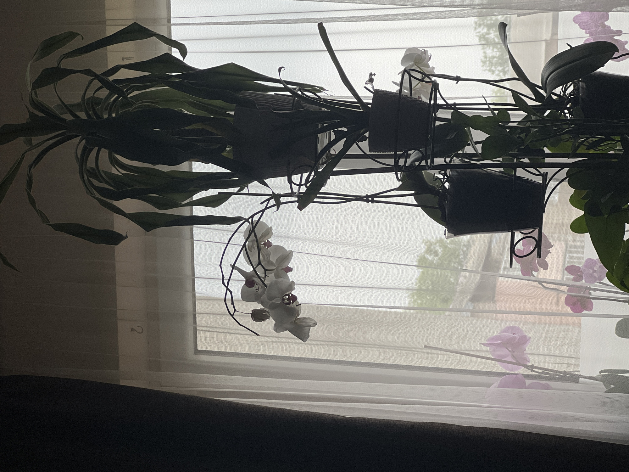 The image shows several potted plants on a multi-tiered metal stand in front of a window covered with a sheer white curtain. The plants include orchids, with both white and pink flowers visible. The pots are dark, likely black or dark gray. Outside the window, indistinct buildings can be seen. The lighting suggests it is daytime, but the room is dim, likely due to the curtain and possibly overcast weather. The lower portion of the image is a dark, out-of-focus area, likely a piece of furniture. There is no information in the image that would indicate the location to be Cherliany, Ukraine.