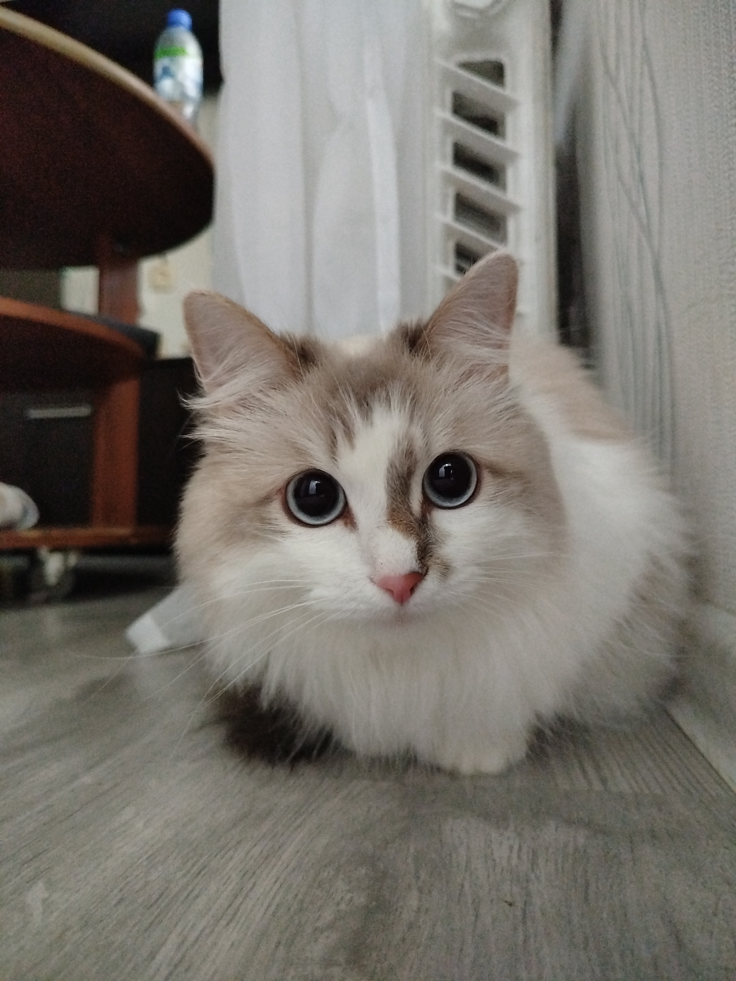 A medium shot shows a white and beige Ragdoll cat with striking blue eyes, sitting on a gray laminate floor. The cat is positioned near a white wall. In the background, partially obscured, is a brown wooden table, a bottle of water, and white curtains next to a white radiator. The location is Unknown, Unknown.