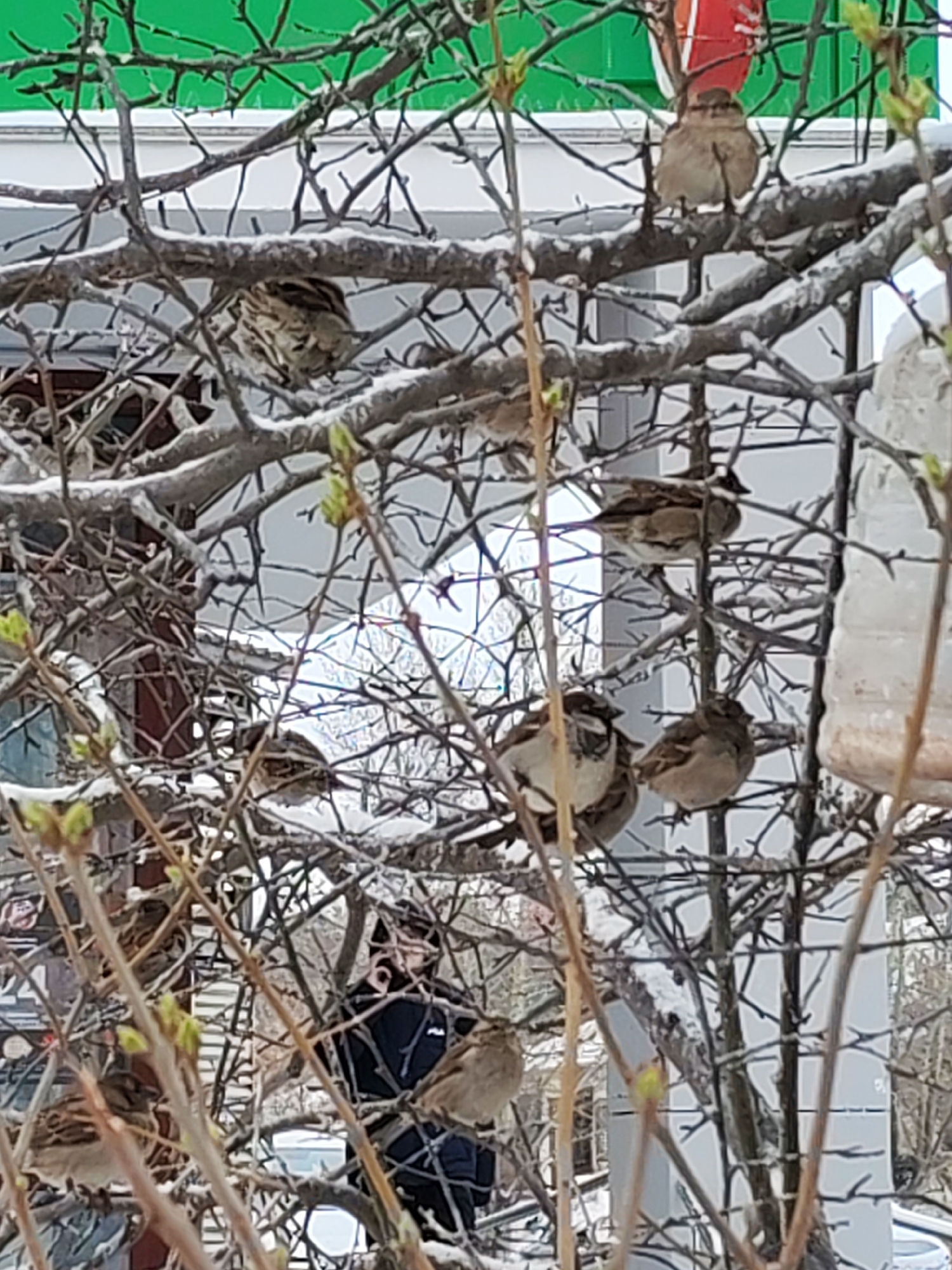 The image shows numerous sparrows perched on the branches of a tree, with some buds starting to emerge. In the background, a person wearing a black jacket is partially visible amidst the branches. A structure resembling a bird feeder is also present. The overall environment appears to be an urban setting, possibly in Izhevsk, Russia.