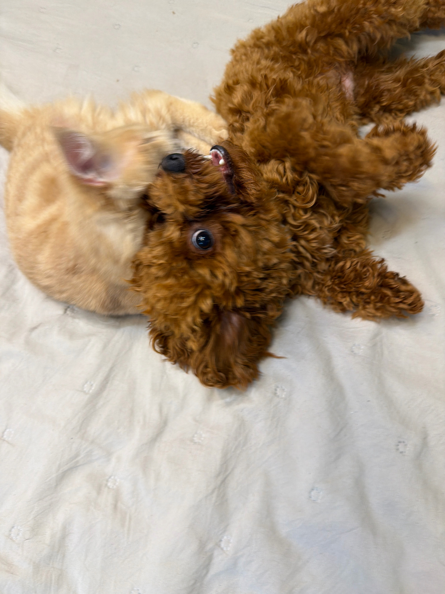 Two small dogs, one light tan and one reddish-brown, are playfully interacting on a white, textured surface that appears to be bedding or a blanket. The tan dog is partially obscured by the reddish-brown dog and its head is turned towards the other dog. The reddish-brown dog is on its back, with its legs in the air, and its face is turned upwards, showing its teeth. Both dogs have curly fur. The overall lighting is soft and natural. This image does not contain information about the location in the city of Sofia, Bulgaria.