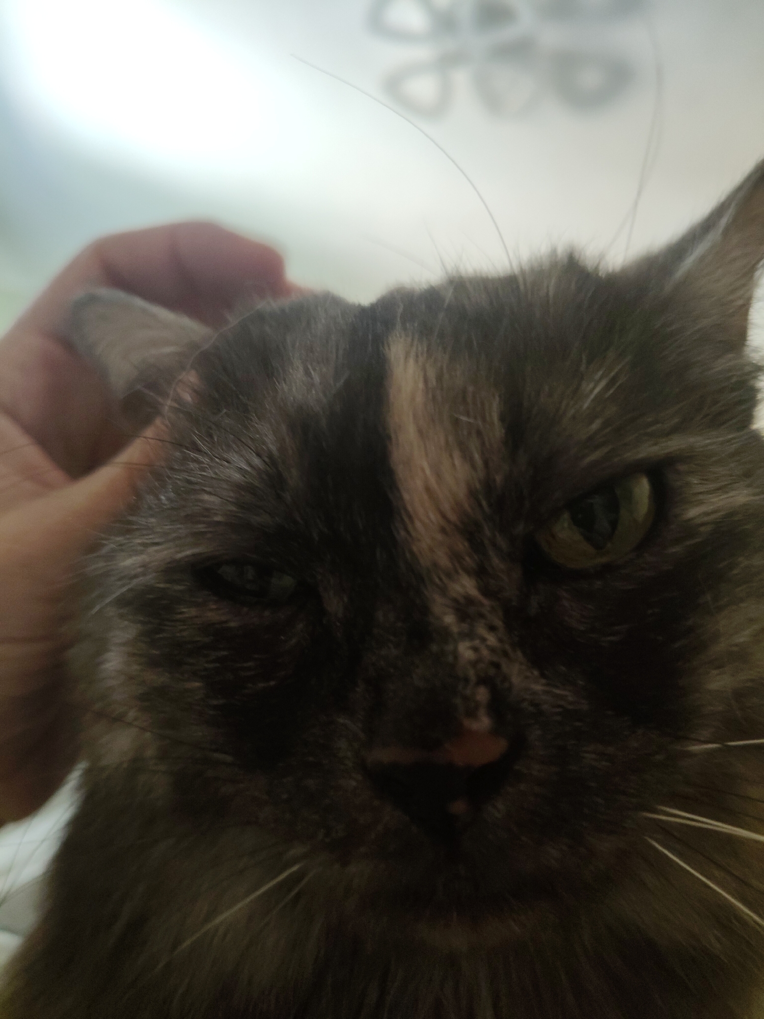 A close-up, low-angle, eye-level shot shows a tortoiseshell cat being petted on the head by a person's hand. The cat's face fills most of the frame, with its left eye partially closed and its right eye wide open and focused on the camera. The cat's fur is a mix of dark grey, brown, and lighter brown patches, with a distinct white stripe running down its forehead. Long, fine whiskers extend from its muzzle. The background is blurred, with a bright, possibly white, ceiling light visible. There is no indication of the cat's location in Bol'shoye Kozino, Russia, within the image itself. The scene appears to be indoors, in a domestic setting.