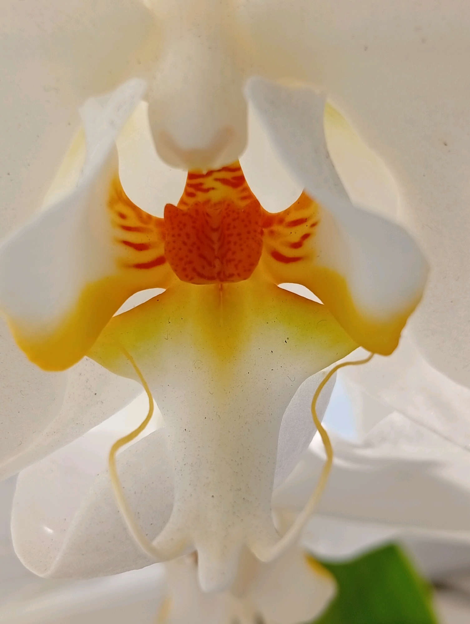This is a close-up, macro photograph of the interior of a white orchid flower. The focus is on the central structures of the bloom, revealing intricate details of its reproductive parts. The petals are predominantly white, with a delicate, almost translucent quality. At the center, a prominent orange and red patterned structure, likely the lip (labellum) or column, is visible. This central area is speckled with small red dots and streaks, creating a striking contrast with the white petals. Yellow hues blend into the white petals on either side of the central structure, creating a soft gradient. Two delicate, pale yellow tendril-like structures emerge from the lower part of the bloom, adding a graceful element to the composition. The lighting is soft, highlighting the textures and subtle color variations within the flower. The background is out of focus, with hints of soft white and a muted green shape, suggesting other parts of the plant or its surroundings. There are no people or identifiable locations.
