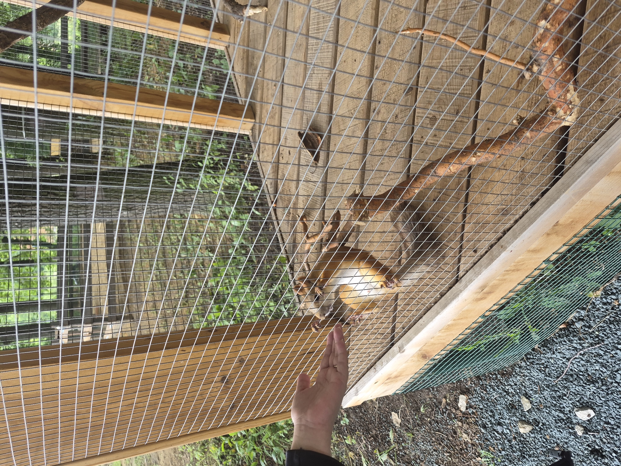 An individual's hand is extended through a wire fence towards a small, light brown mammal with a white belly, which is reaching out with its paws. The mammal appears to be a marmot or similar rodent, and is on a wooden platform inside a fenced enclosure. The enclosure has wooden posts and a wire mesh. Outside the enclosure, there is gravel and some greenery. The background shows trees and foliage, suggesting an outdoor setting. The scene is likely at a zoo or animal sanctuary in Volzhskii, Russia.