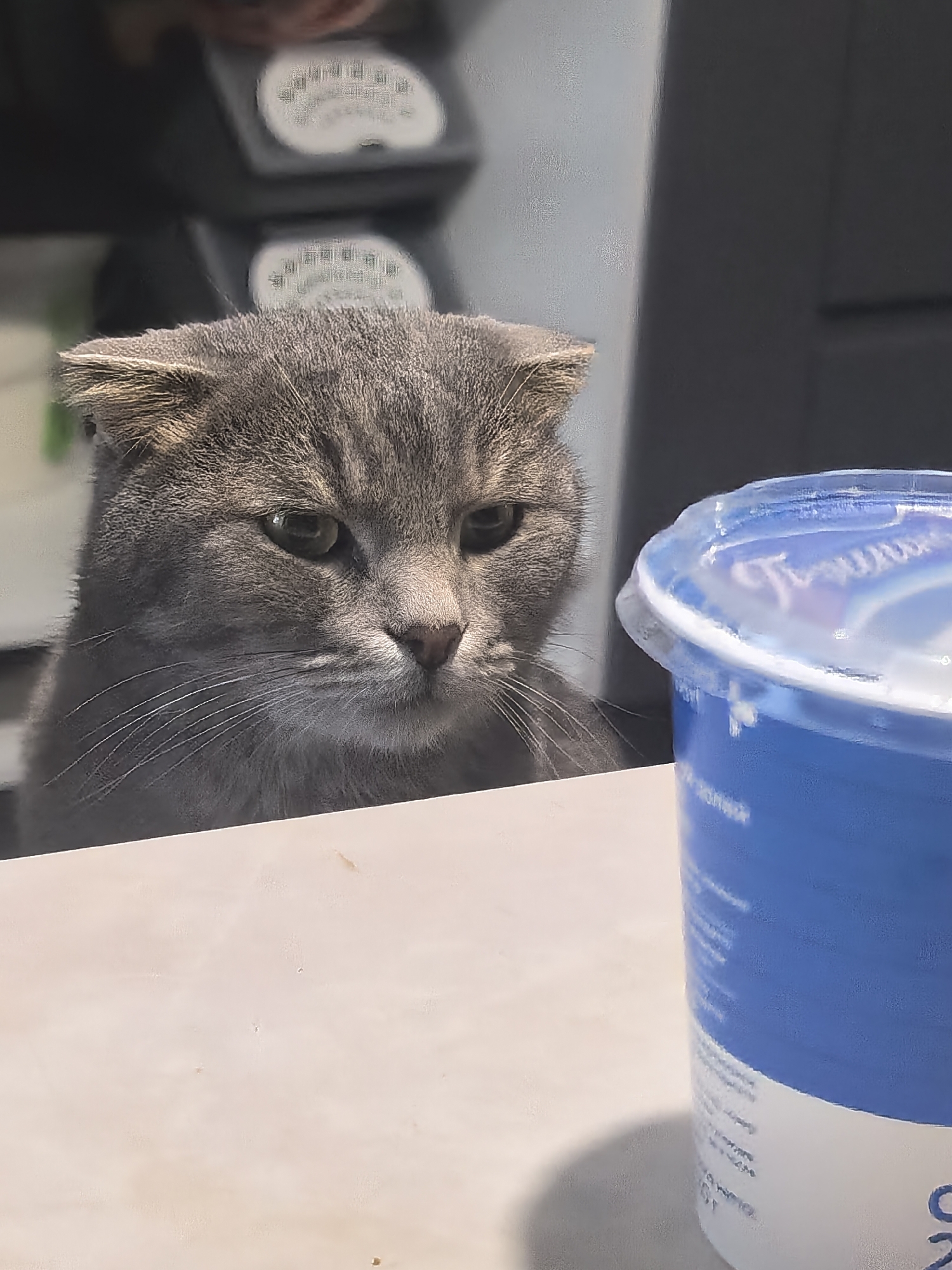 In an indoor, possibly commercial setting, a grey Scottish Fold cat with folded ears and green eyes is the primary subject, positioned in the foreground. The cat is looking downwards with a somewhat sad or contemplative expression. In front of the cat and slightly to its right, a blue and white plastic container, possibly yogurt, is visible. The background is blurred, showing what appears to be a counter with some equipment or displays. The lighting is moderate, casting a slight shadow from the container. The scene is static, with no discernible action occurring. The cat appears to be situated on a light-colored surface, possibly a table or counter.