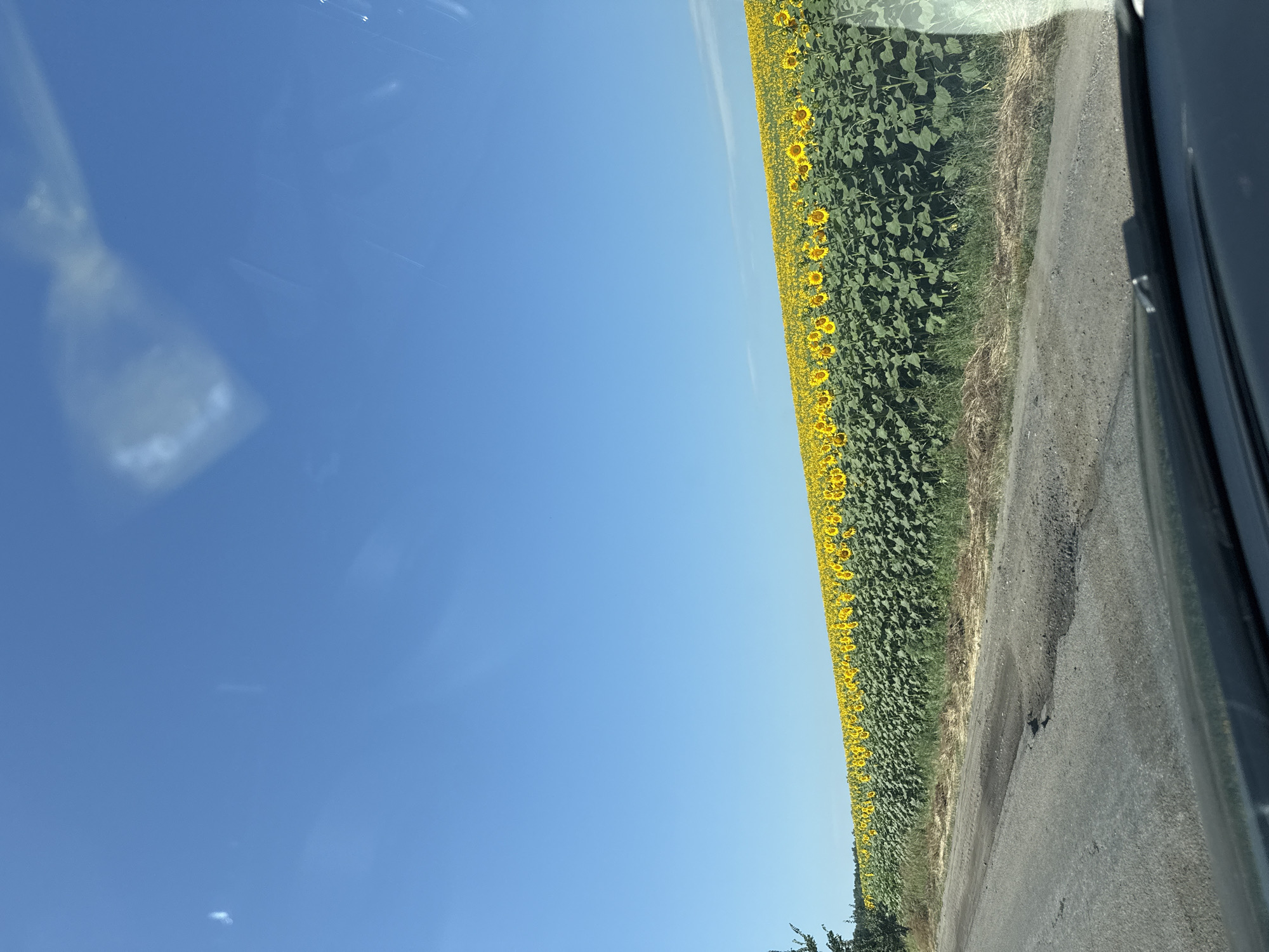The image depicts a roadside view of a vast field of sunflowers stretching towards the horizon under a clear blue sky. The sunflowers are in full bloom, their bright yellow petals contrasting with the lush green foliage. The road in the foreground appears to be a rural, unpaved surface with some visible wear and tear. The scene suggests a sunny day in a rural setting, possibly on the outskirts of Zmiiv, Ukraine, given the context. There are no people or animals visible in the frame. The overall impression is one of natural beauty and agricultural landscape.