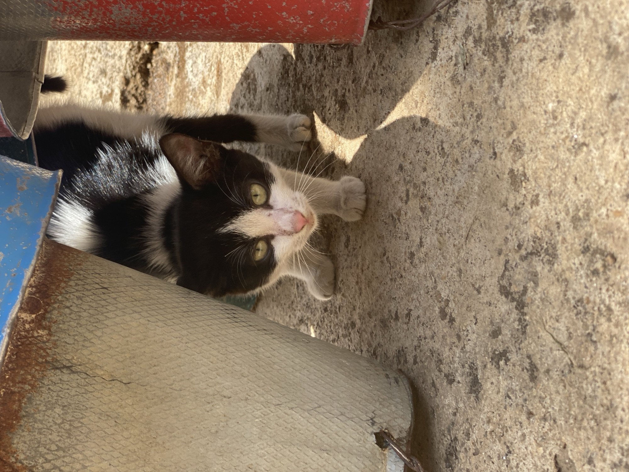 A black and white cat is depicted lying on a rough, textured concrete or paved surface outdoors. The cat, with striking green eyes and a pink nose, is looking directly upwards towards the viewer with a curious or watchful expression. Its fur is primarily black with white markings on its face, chest, and paws.
The scene is illuminated by bright sunlight, casting distinct shadows on the ground and partially obscuring the cat's body. The cat is positioned beneath or next to what appear to be weathered and rusty metal structures; a red object is visible at the top of the frame, and a blue object, along with a grey, textured metal piece, is on the left. These structures suggest an industrial or makeshift outdoor setting. The ground shows variations in color and texture, indicative of wear and dirt. The strong shadows confirm it is daytime. No visible text is present in the image. This scene takes place in an outdoor environment in Maigizo, Nigeria.
