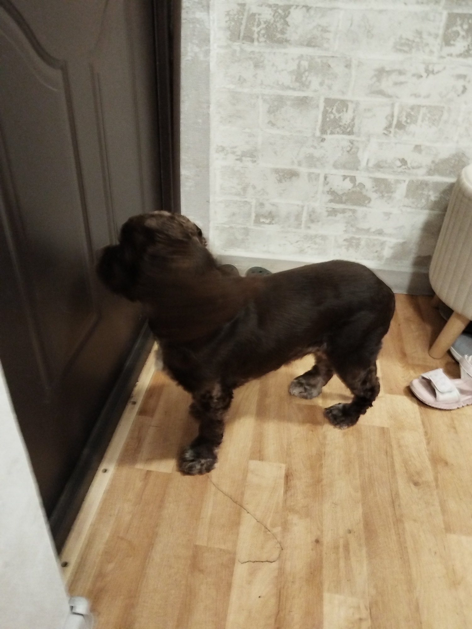 A brown dog with short fur is standing on a light-colored wooden floor next to a dark brown door. The dog is facing the door and appears to be looking or sniffing at it. Behind the dog, a brick-patterned wallpaper is visible on the wall. To the right of the dog, a pale pink sandal is on the floor, and the leg of a light-colored stool or chair is also present. The scene appears to be indoors. The city of Рощинский, Russia, is not identifiable from the visual elements in the image.