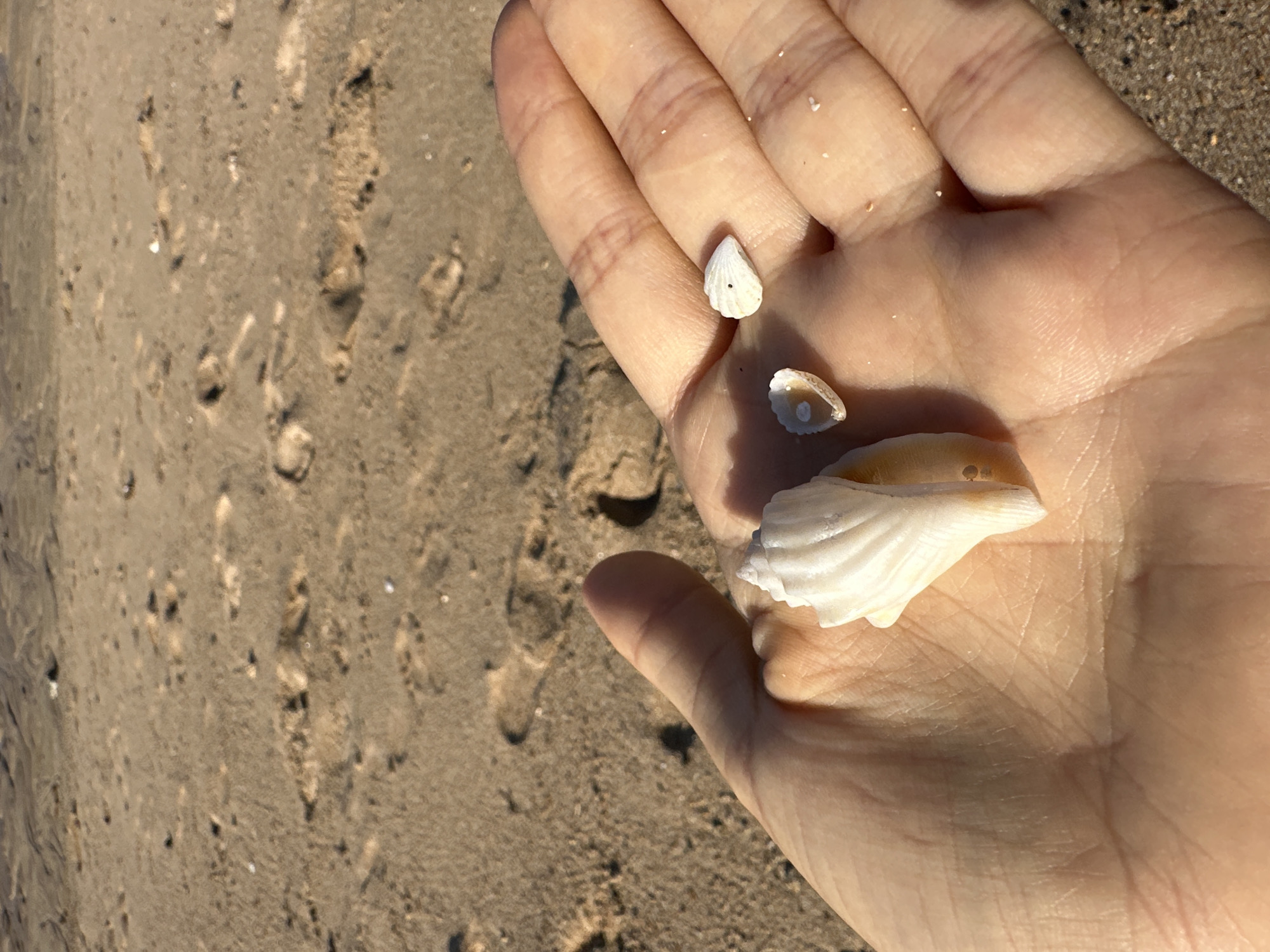 A human hand, palm up, is held in the foreground against a backdrop of wet sand on a beach. On the palm lie three small seashells. One is a larger, intricately ridged white shell, partially hollowed. Next to it is a smaller, white, somewhat conical shell. To the upper right of the hand is a very small, white, oval-shaped shell. The sand is textured with ripples and indentations, possibly from receding waves or footprints. The lighting suggests it is daytime, with shadows cast by the hand. The location is identified as Kuta Selatan, Indonesia.