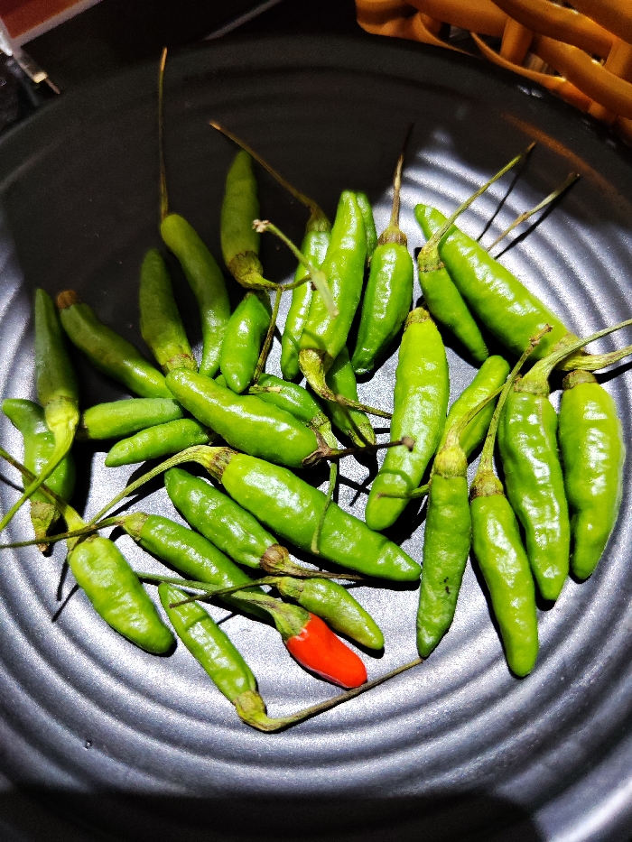 Approximately thirty small, elongated chili peppers are displayed in a dark, circular, ribbed container. The majority of the peppers are vibrant green, exhibiting various shades and some minor surface irregularities. Each green pepper retains a thin, often brownish-green stem. A single, distinct bright red chili pepper is visible towards the bottom-center of the arrangement. The container features concentric ridges that create subtle textural variations. A blurry, light brown, woven object is partially visible in the upper right background. The scene is illuminated from above, casting soft shadows. This scene is observed in Thành phố Đà Lạt, Vietnam.