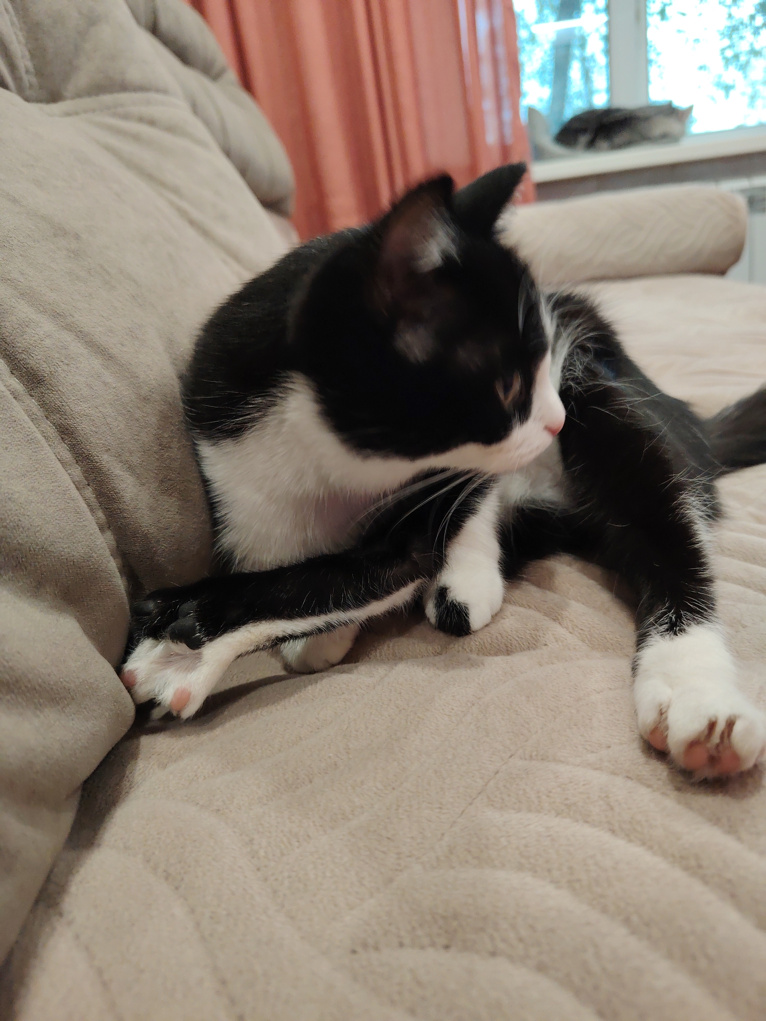 A black and white kitten is lying on a beige couch with its legs crossed. Another cat is lying on a windowsill in the background. The location is Unknown, Unknown.