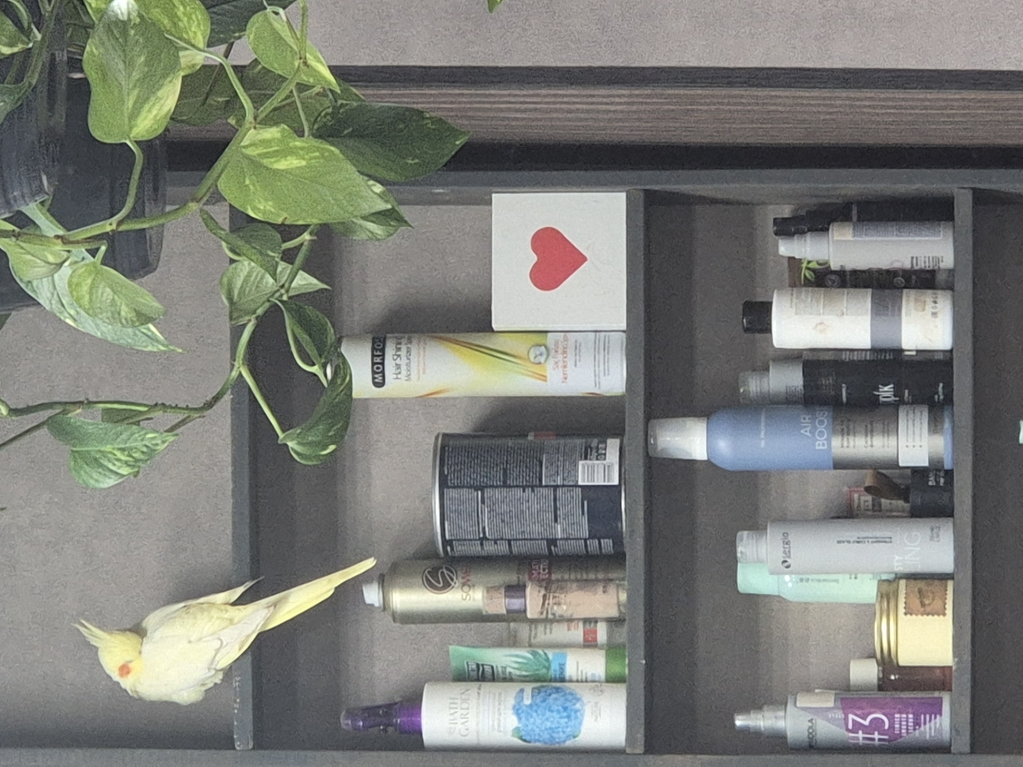 A pale yellow cockatiel with orange cheek patches is perched on a dark gray shelf. To its left, a white spray bottle with blue text and a blue fuzzy object is visible. To the right of the cockatiel, a large, dark gray cylindrical can with white text and a silver top is present. In front of the can, a small square white object with a red heart is displayed. Below these items, on a lower shelf, a variety of bottles and containers are arranged, including a tall blue aerosol can with white text, a white bottle with gray stripes, and a silver spray bottle with purple labeling and the number "#3". The background appears to be a textured gray wall. The scene depicts a shelf unit with various personal care products and a pet bird.