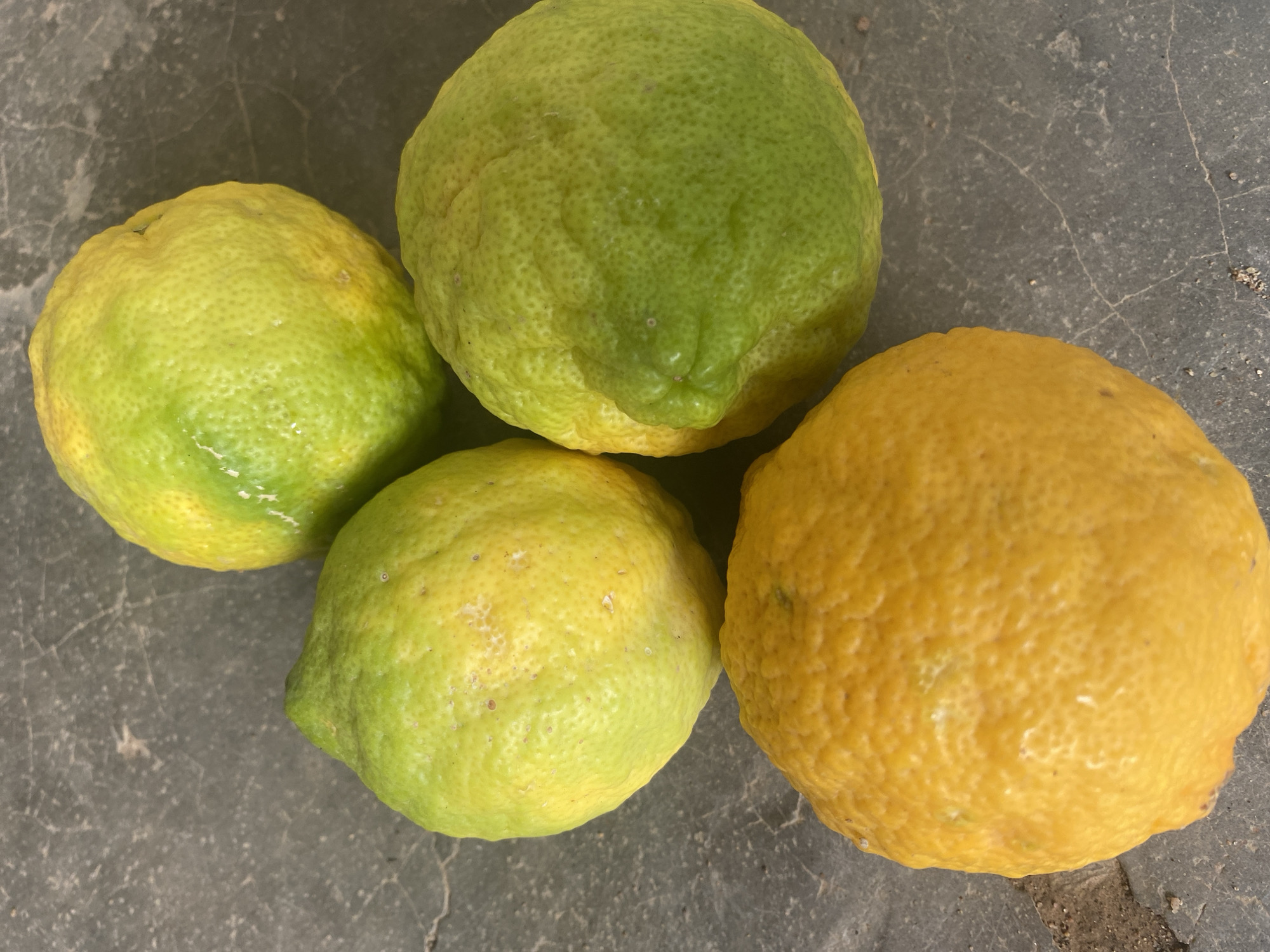 The image shows four citrus fruits, likely lemons, arranged on a gray, textured surface. The fruits vary in color, ranging from green with yellow undertones to a solid yellow. They appear to be whole and unblemished. The surface is likely concrete, with subtle cracks and variations in tone. The location is unknown, and there is no indication of people, actions, or interactions within the frame.