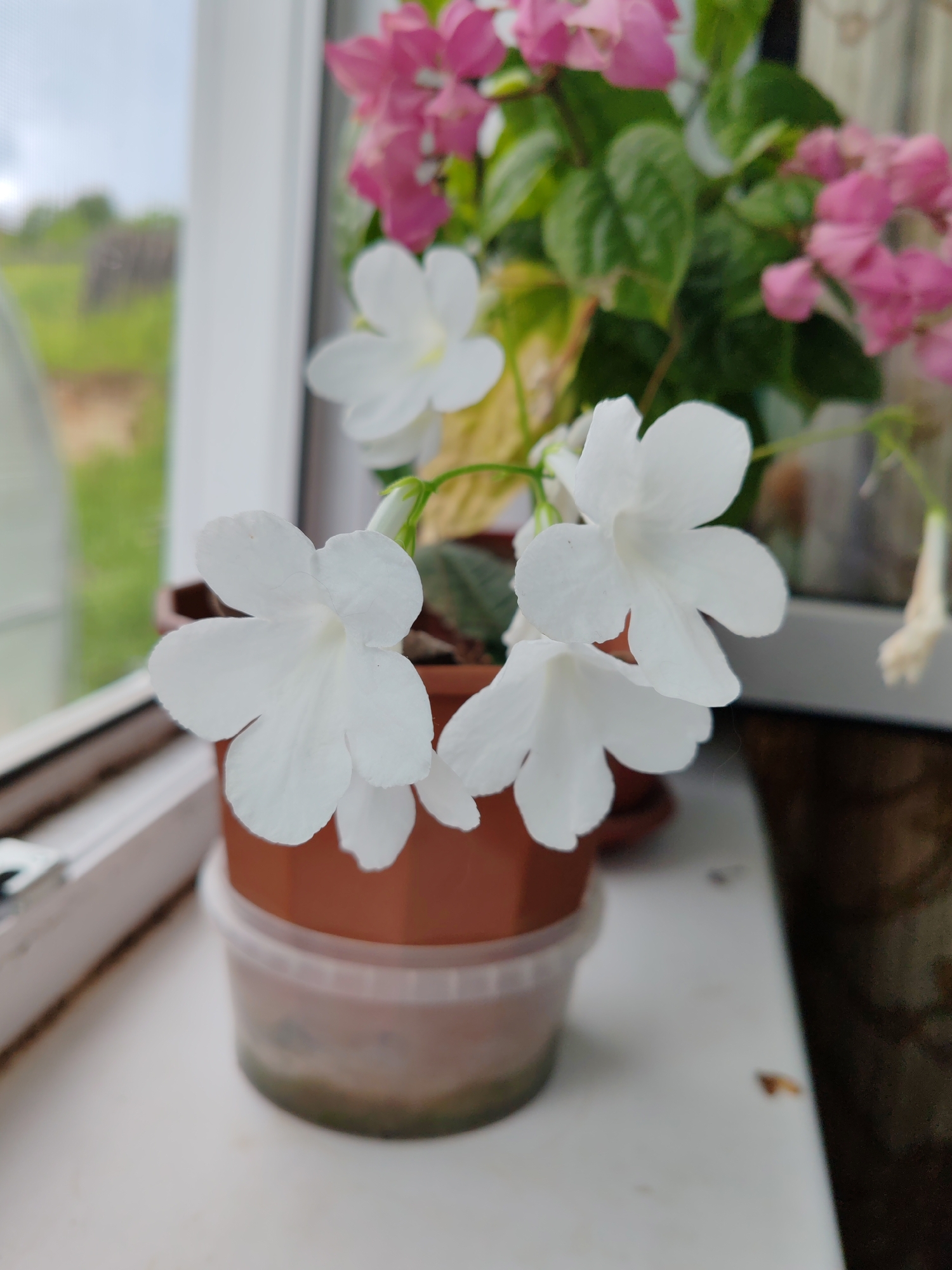 A close-up shot of white flowers in a small pot on a windowsill. The flowers have five petals each and appear to be healthy. Behind the white flowers, pink flowers are visible in the background, along with green leaves. The pot sits on a white surface, possibly a windowsill or ledge, which shows some signs of wear and tear. The background outside the window is blurred, showing greenery and a cloudy sky. The scene is likely indoors, near a window providing natural light. There are no people visible in the image. The overall impression is of a simple, domestic setting with potted plants. The location is specified as Chukhloma, Russia, implying a specific geographic context for this scene.