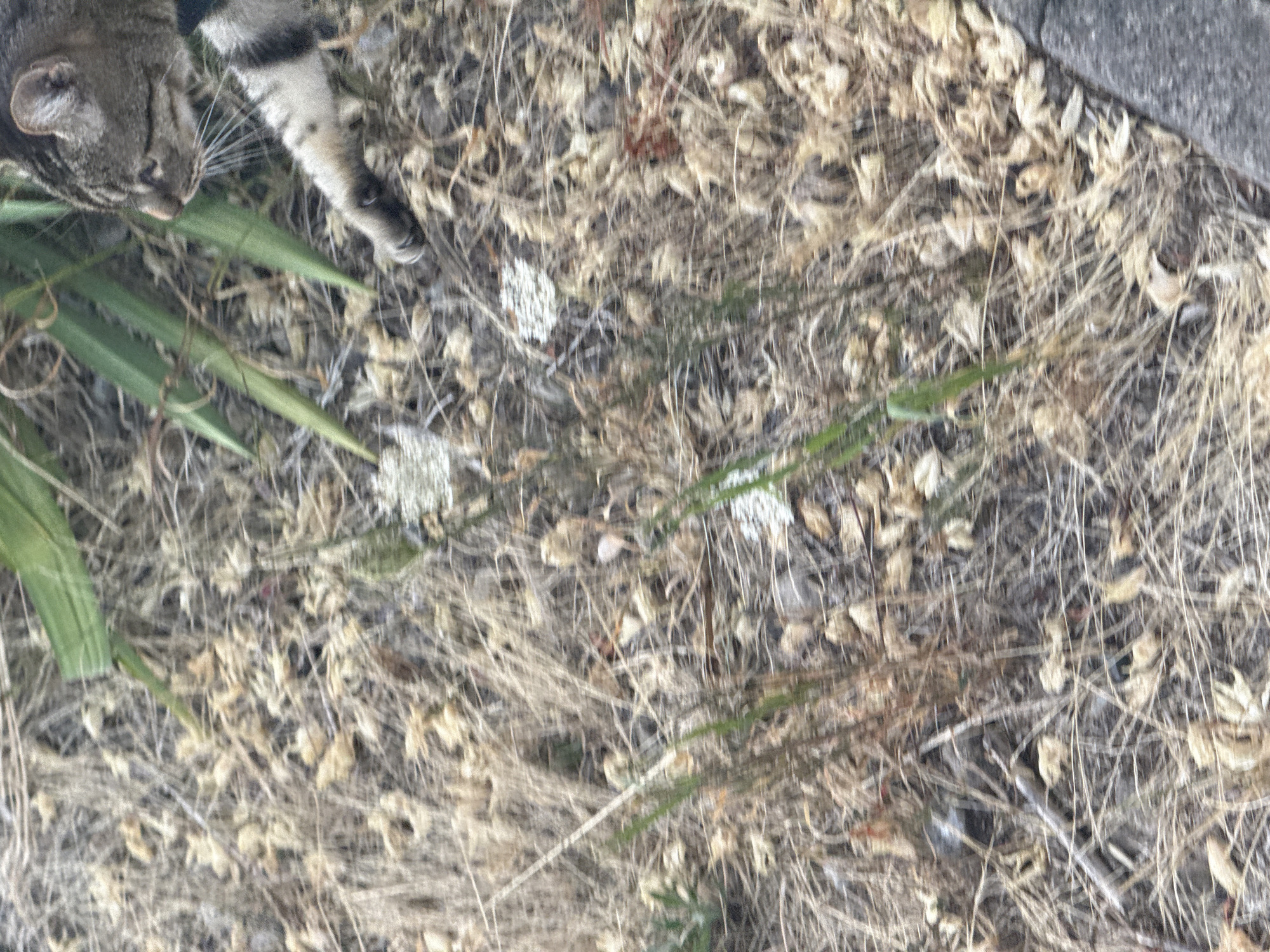 A tabby cat is walking through dry grass and leaves, with green plants in the background. The cat is wearing a dark green collar. The ground is covered in a mixture of dry grass, fallen leaves, and some small white flowers. A grey, textured surface, possibly a sidewalk or curb, is visible on the right side of the image. The scene appears to be outdoors in a natural or semi-natural setting. No specific location within Bad Salzschlirf, Germany, can be determined from the image.
