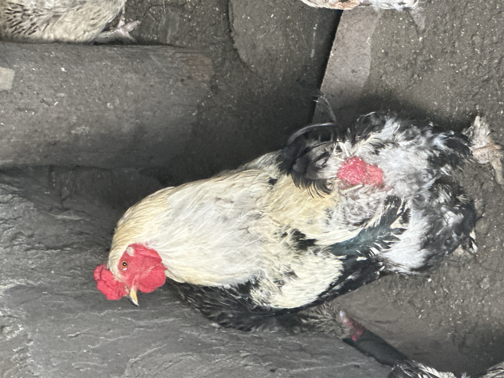 A close-up, eye-level shot shows a large chicken with white and black feathers and a bright red comb and wattles. The chicken is standing on a dirt floor inside a dimly lit enclosure with rough, gray walls. The background is out of focus. The scene appears to be a rural setting, possibly a farm or coop, located in the city of Tobyl, Kazakhstan.