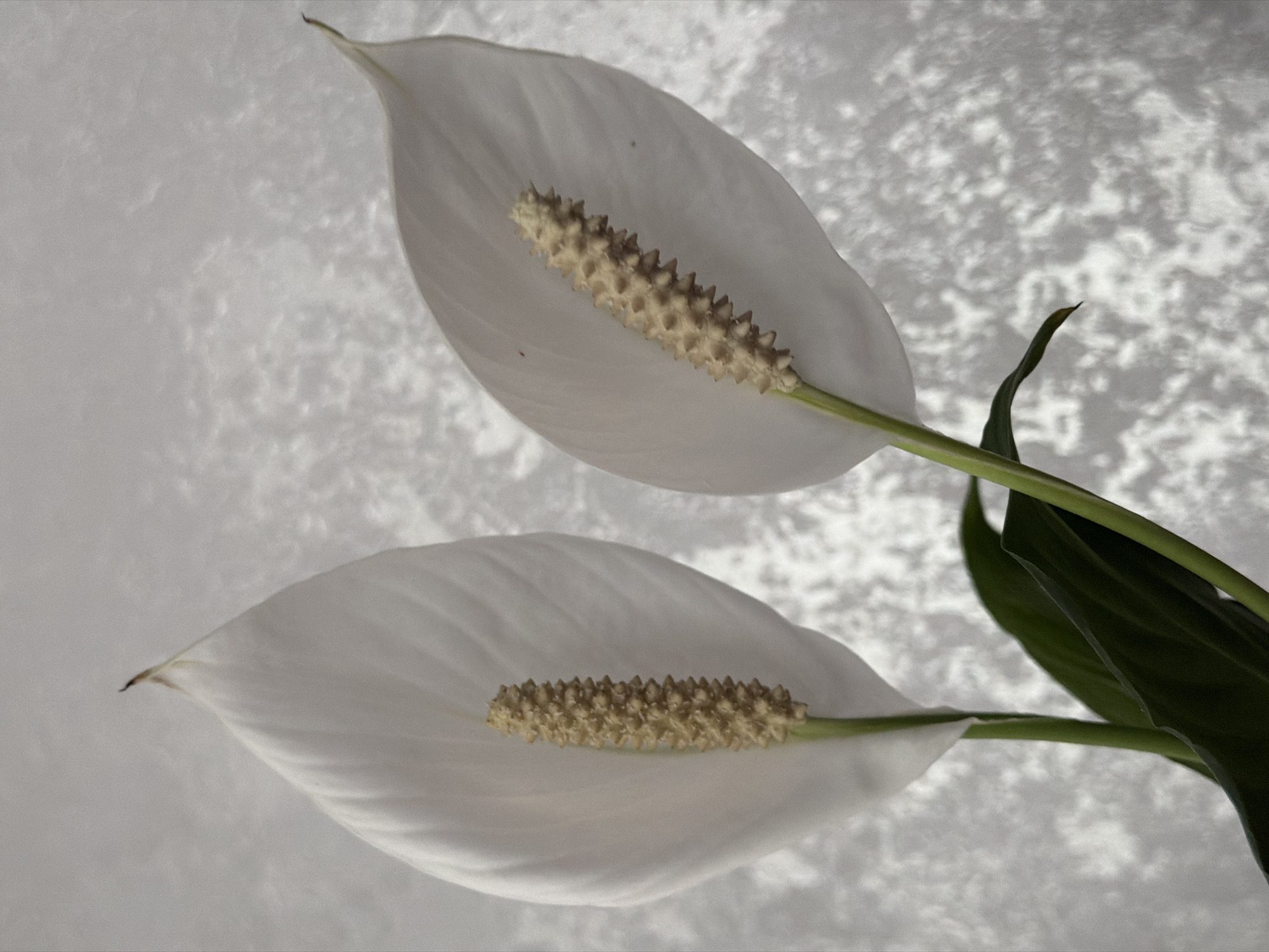 Two peace lilies (Spathiphyllum) are the primary subjects in this close-up, still-life image. Each lily features a prominent, white, boat-shaped spathe (modified leaf) that curves gracefully around a central, creamy-yellow to light brown spadix. The spadix has a textured, spiky appearance, composed of numerous small, tightly packed flowers.
The lilies are arranged diagonally, with one positioned higher and slightly to the left, and the other lower and slightly to the right, overlapping slightly. Green stems are visible supporting both spathes and spadices, extending towards the right side of the frame. Dark green foliage leaves are partially visible on the far right, suggesting they are part of the same plant or arrangement.
The background is a uniform, light gray surface with a distinct, mottled, and textured pattern, reminiscent of shadows cast onto a wall or a textured fabric. This pattern provides a subtle contrast to the smooth white of the spathes. The lighting highlights the sculptural forms of the lilies and casts soft shadows, enhancing their three-dimensional quality. The overall aesthetic is clean and minimalist, focusing entirely on the botanical forms. There is no visible text, and the time of day or specific location cannot be determined.