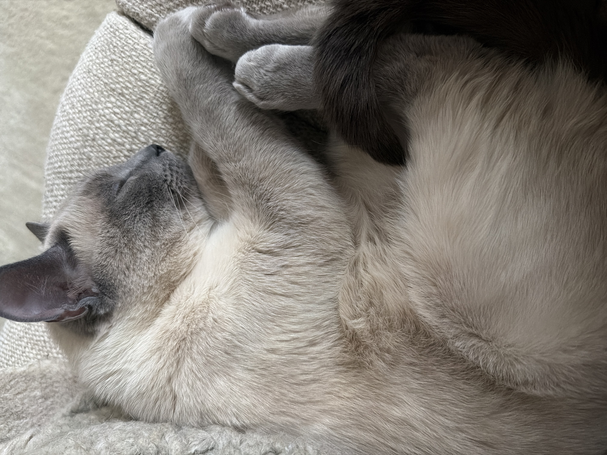 A cat is curled up asleep on a textured, light-colored surface, possibly a cushion or blanket. The cat is primarily cream-colored with darker grey points on its ears and face. Its paws are tucked in close to its body, and a dark grey tail is visible. The lighting appears soft and diffused. The photograph does not provide enough information to determine its location in Paris or include any other people, specific objects, actions or interactions.