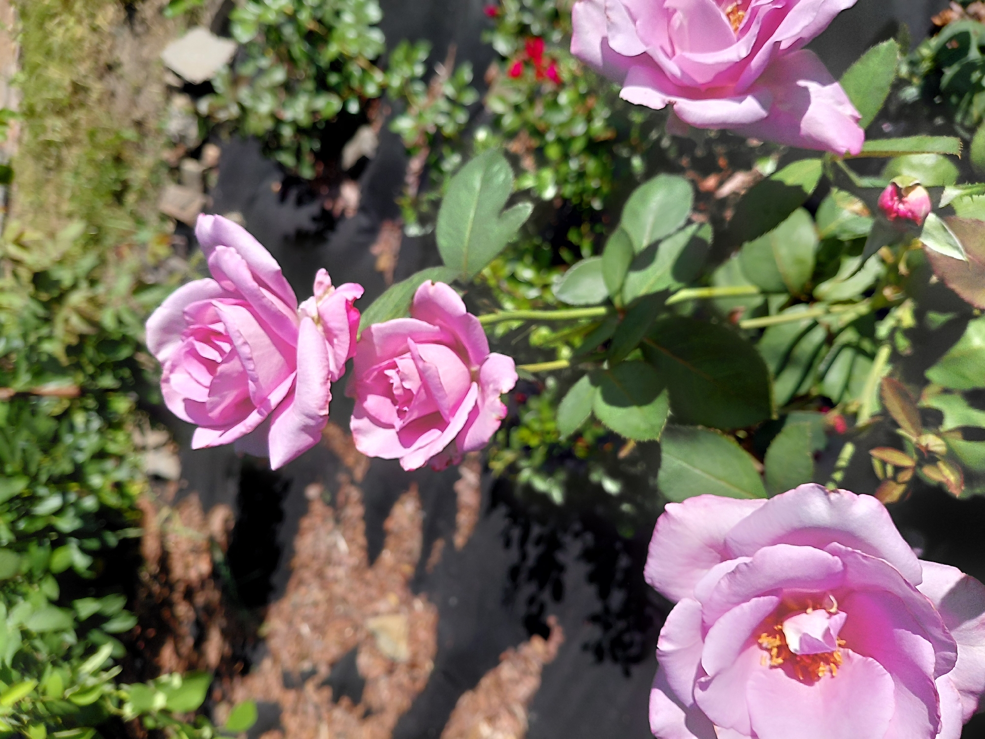 The image shows a close-up view of several pink roses in bloom, set against a blurred background of greenery and dark ground cover. The roses are the primary subjects, with their petals showing a delicate, layered texture. One rose in the foreground is particularly prominent, its center featuring yellow stamens. Other roses are visible further back, with one in the upper portion of the frame and another in the lower right corner. The lighting suggests it is daytime, with sunlight casting shadows. The environment appears to be a garden or park setting. There are no people or animals present in the image. No information is available to determine the specific location within Novosibirsk, Russia.