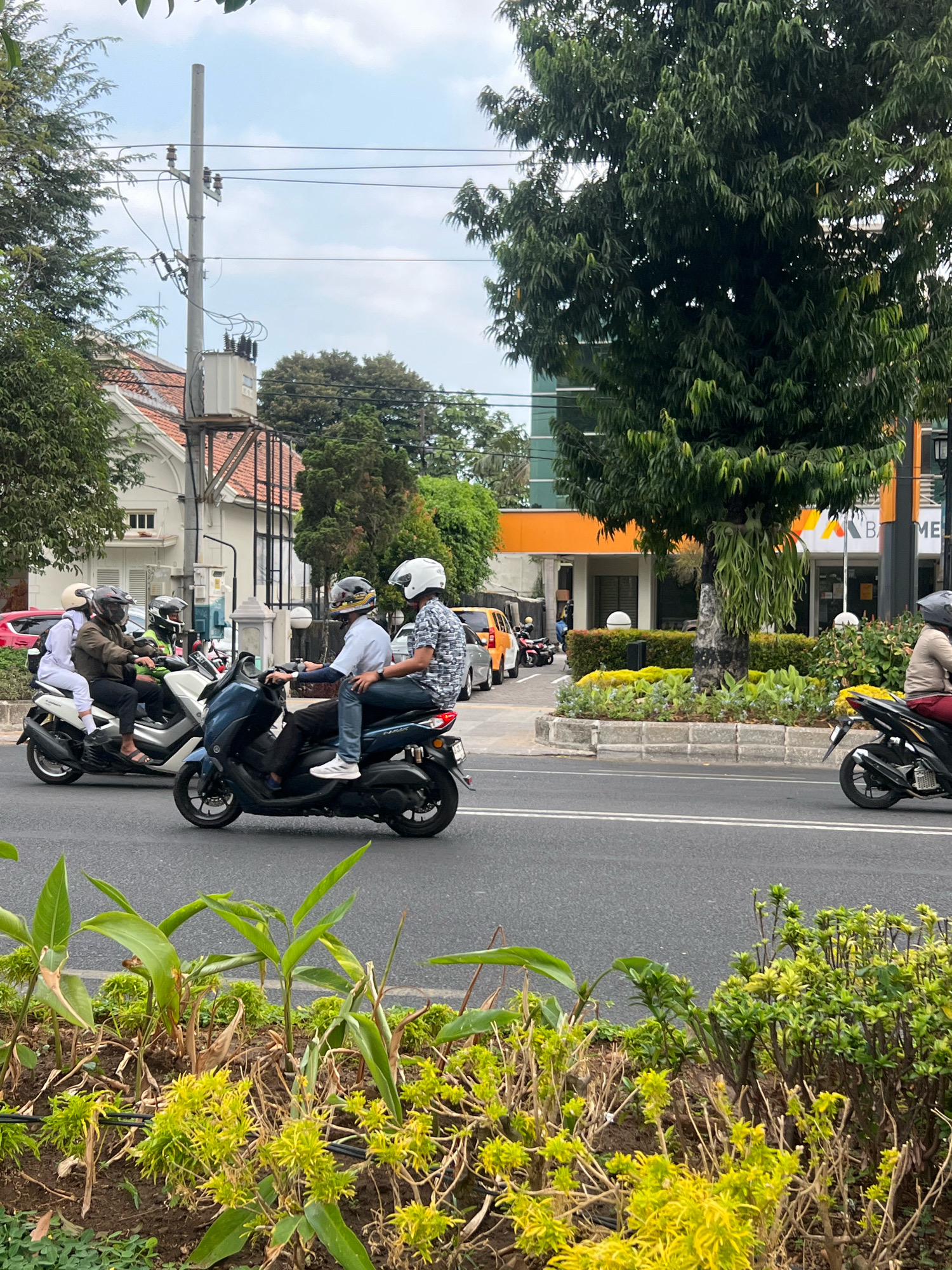 The image depicts a street scene in Yogyakarta, Indonesia. In the foreground, a dark blue scooter carries two individuals wearing helmets. The driver, dressed in a light blue shirt and jeans, has his left arm extended. The passenger, wearing a patterned shirt and jeans, is seated behind him. To the left, a white scooter with two passengers also wearing helmets is visible. The woman in front wears a white jacket and pants, while the person behind wears a brown jacket. The scooters are on a paved road with white lane markings. Behind the scooters, a large, leafy tree dominates the midground. Several buildings are visible, including a white building with a red-tiled roof and another with an orange facade. An electrical pole with wires and a transformer stands near the white building. In the background, other vehicles, including a car and more scooters, are present. Lush green foliage and flowers line the side of the road in the foreground and midground, with a grey concrete curb separating the plants from the street. The sky is overcast with some patches of blue.