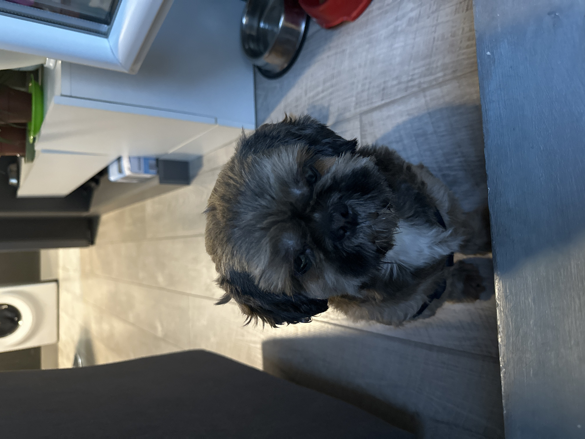 A fluffy dog with brown and black fur is sitting on a light-colored floor, possibly wood. The dog's face is mostly obscured by its fur, but its eyes are visible. It appears to be looking down or to the side. The dog is wearing a dark-colored collar.
In the background, there are some hints of a domestic setting. To the left, a white cabinet or shelf unit is partially visible, with what looks like a silver bowl and a red object on top. The floor has a wood grain pattern. To the right, a dark gray vertical surface suggests a wall or furniture.
The lighting appears to be artificial, possibly from an indoor light source, casting shadows on the floor. The image is taken from a slightly high angle, looking down at the dog. No people are visible in the image. The overall scene is calm and quiet, with the focus solely on the dog. No text is visible in the image.