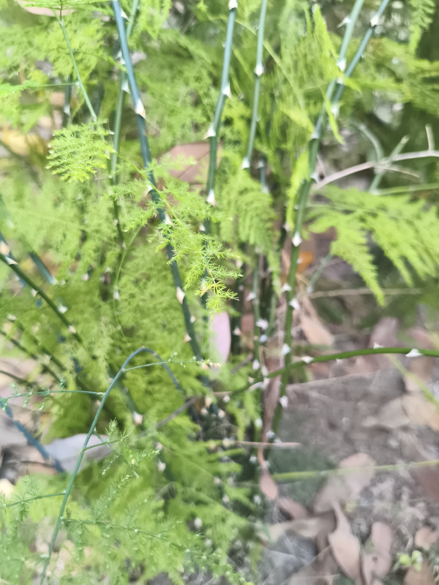 The image is a close-up, eye-level shot of a dense, green plant, likely asparagus fern, with thin, spiky stems. The plant is out of focus, with some parts sharp and others blurred. The background consists of dried leaves and soil, suggesting an outdoor environment. The lighting appears natural, casting soft shadows. The scene is static and devoid of human presence. The location is identified as Kembaran, Indonesia.