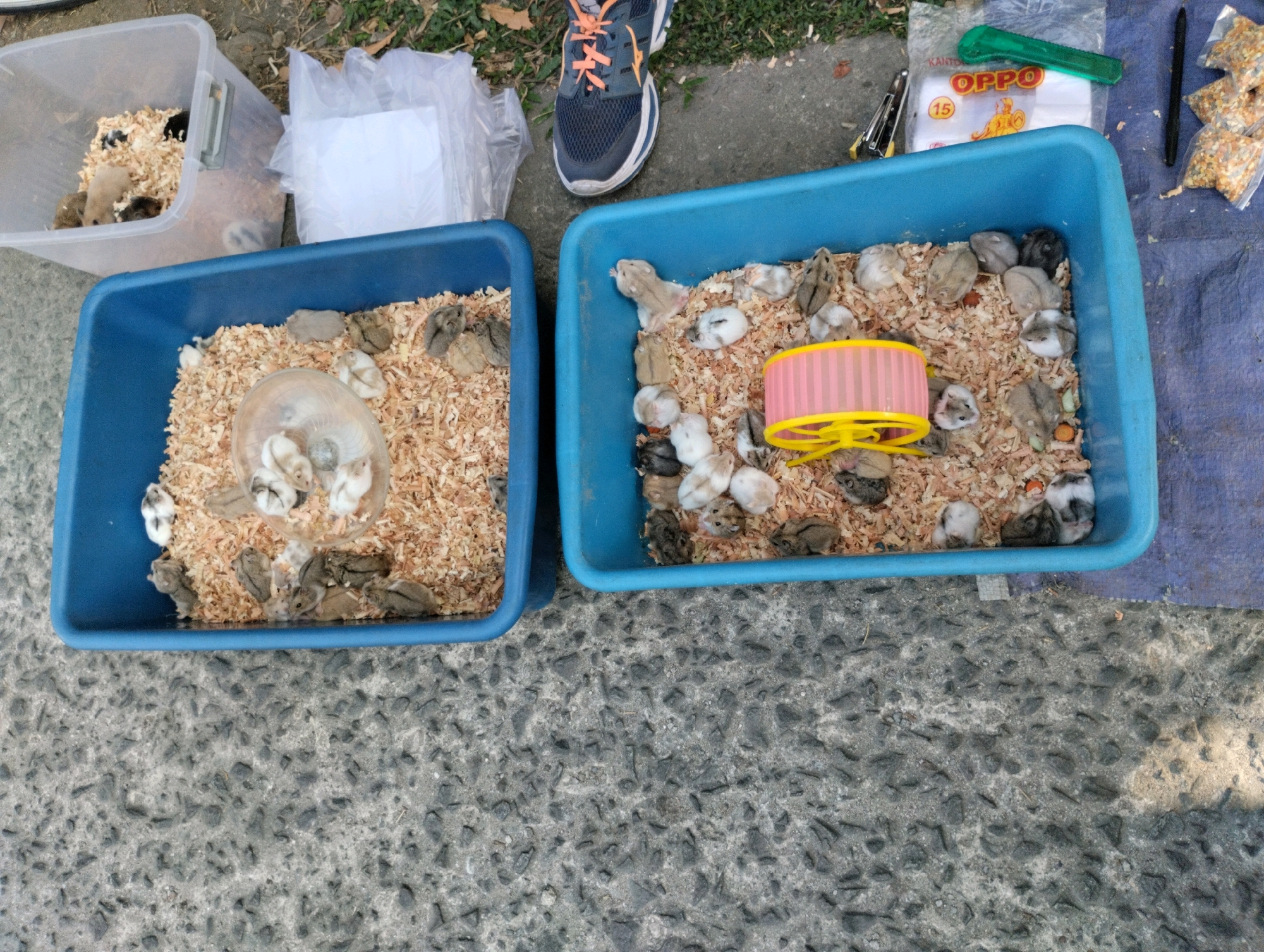 The image shows two blue plastic bins filled with wood shavings and numerous small hamsters, likely a sale or display. The bin on the left contains a clear plastic ball with several hamsters inside. The bin on the right has a pink and yellow hamster wheel. Adjacent to the bins, there is a clear plastic container with more hamsters, a plastic bag with white paper, a green utility knife, a stapler, and small packets of hamster food. A person's leg wearing a blue and orange athletic shoe is visible at the top center of the image, suggesting they are observing or interacting with the hamsters. The scene is set on a grey, pebbled surface, possibly a sidewalk or outdoor market area. The overall impression is one of an informal sale or exhibition of pet hamsters. The presence of various tools and packaging suggests a commercial context. The mention of Bekasi, Indonesia, indicates the geographical setting of this scene.