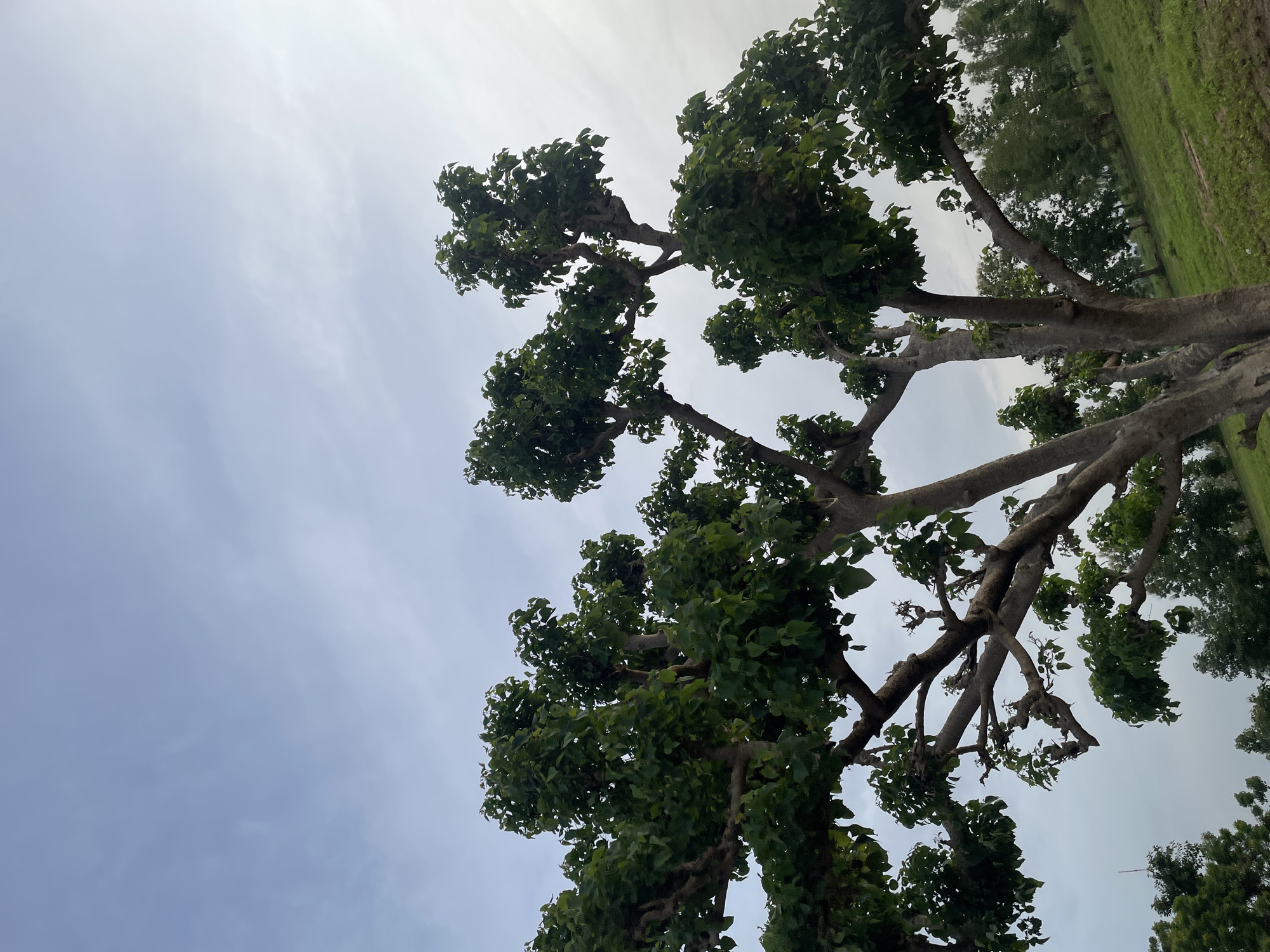 A low-angle shot captures the upper branches and foliage of a large, mature tree against a pale, overcast sky. The tree's thick, gnarled trunk and substantial branches are clearly visible, pruned in a way that creates a distinctive, somewhat artificial shape with clusters of leaves at the ends of the limbs. The leaves are a vibrant green, contrasting with the muted tones of the sky and the tree's bark. In the background, a gently sloping, green grassy field is visible, dotted with other trees and vegetation. The scene suggests an outdoor environment, possibly a park or rural area, located in Jauro Yinu, Nigeria. There are no people or any actions depicted in the image.