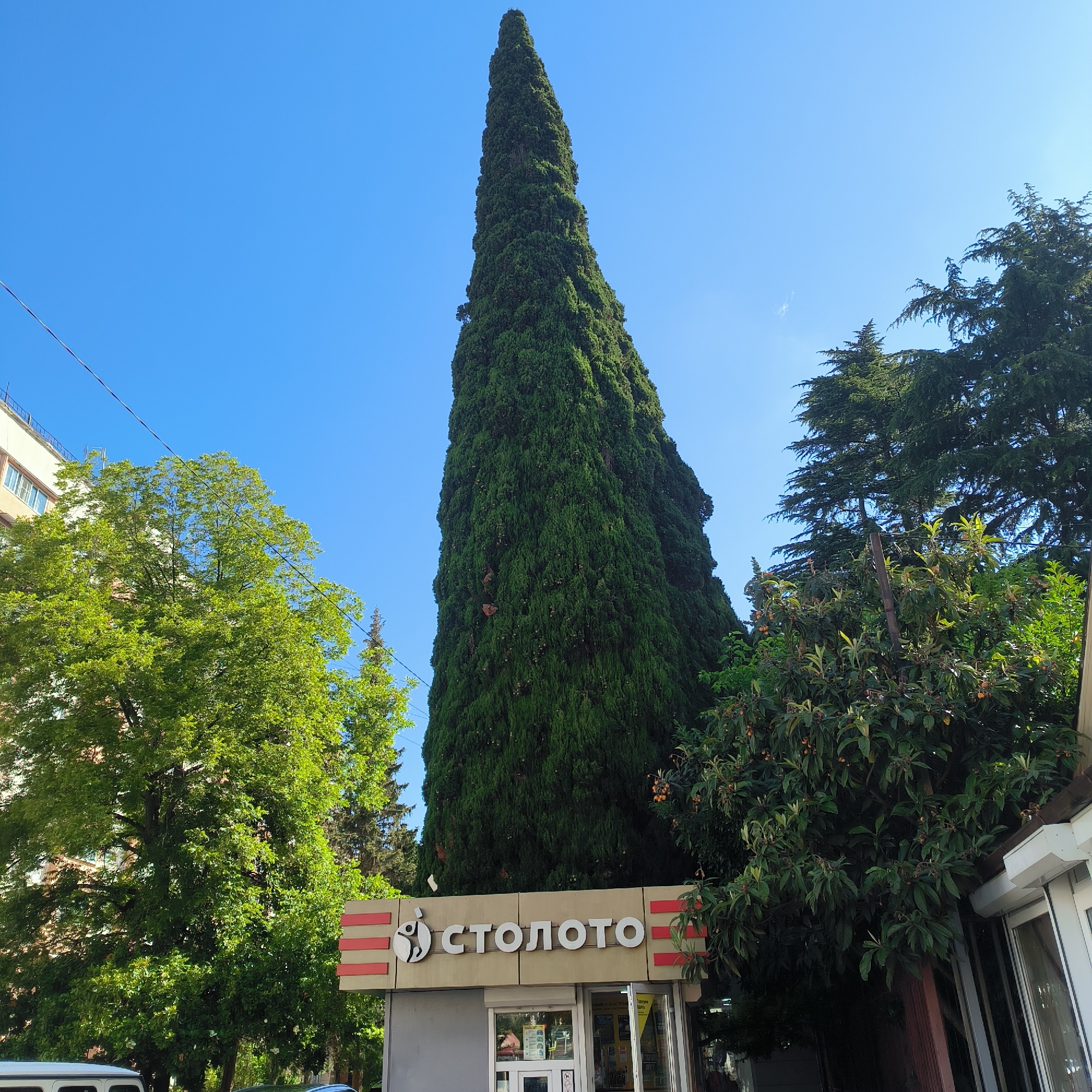 In the city of Sochi, Russia, a tall, slender cypress tree dominates the scene, its dark green foliage reaching towards a clear blue sky. In front of the tree, a small, kiosk-like structure is visible, featuring a sign with the Cyrillic letters "СТОЛОТО" and horizontal red stripes. To the left of the cypress, a large deciduous tree with bright green leaves is partially visible, with a building in the background. To the right of the kiosk, another tree with dark green leaves and orange-ish fruits is present. A power line is stretched across the upper portion of the image. The sun is shining brightly, casting shadows and illuminating the scene.