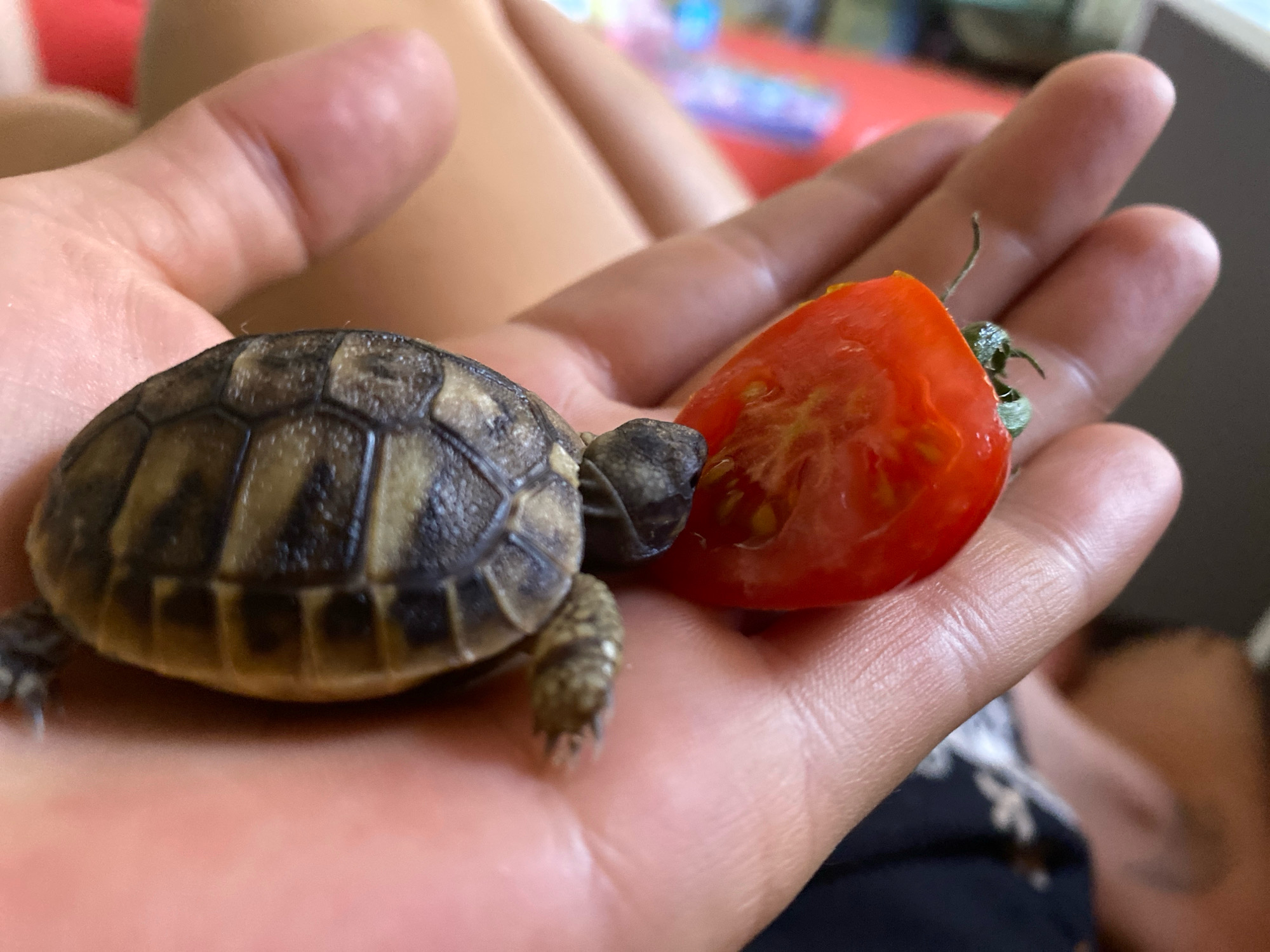 A close-up shot shows a person's hand holding a baby turtle and a slice of tomato. The turtle, with its patterned shell, is positioned on the palm, and its head is extended towards the tomato. The tomato slice is bright red and appears juicy, with visible seeds. The background is blurred, but suggests an indoor setting with a red surface in the upper left corner and a person's lap and clothing visible. The image is taken from a slightly elevated angle. The location is not discernible from the image.