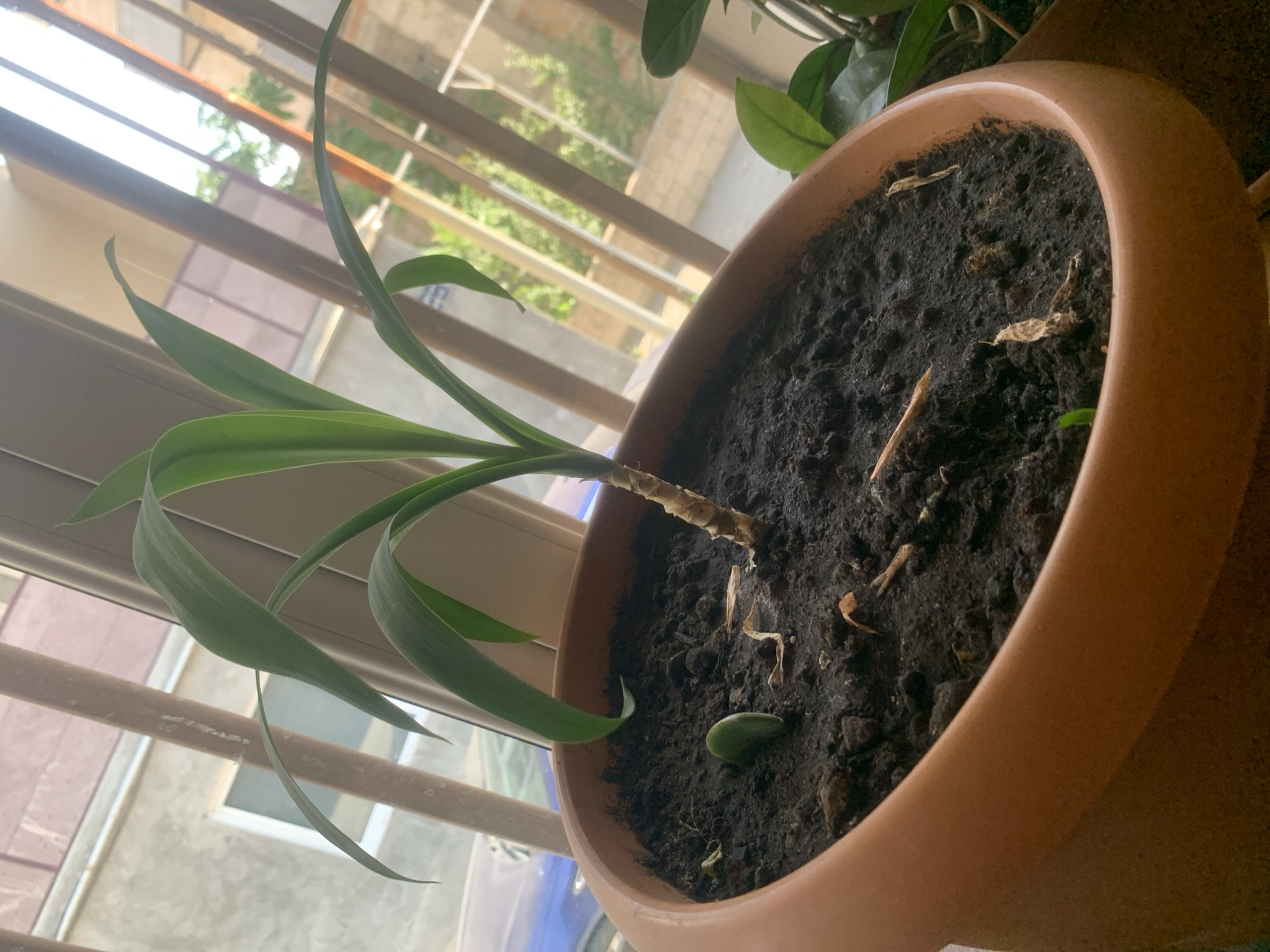 A close-up, ground-level shot shows a potted plant with long, green leaves and a thick, fibrous stem in the foreground. The pot is a wide, terracotta-colored planter filled with dark soil. There are dried plant matter fragments scattered on the soil's surface, and a small, green sprout is visible to the left of the main plant. The plant is positioned on a windowsill, with a blurred background revealing a building with windows and vertical bars, suggesting an urban environment. Through the window, trees and the sky are faintly visible, indicating an outdoor scene. A blue vehicle is partially visible in the background, out of focus. The lighting suggests it is daytime, with natural light streaming in. The composition is slightly tilted, adding a dynamic perspective. The scene is devoid of people or any discernible action.