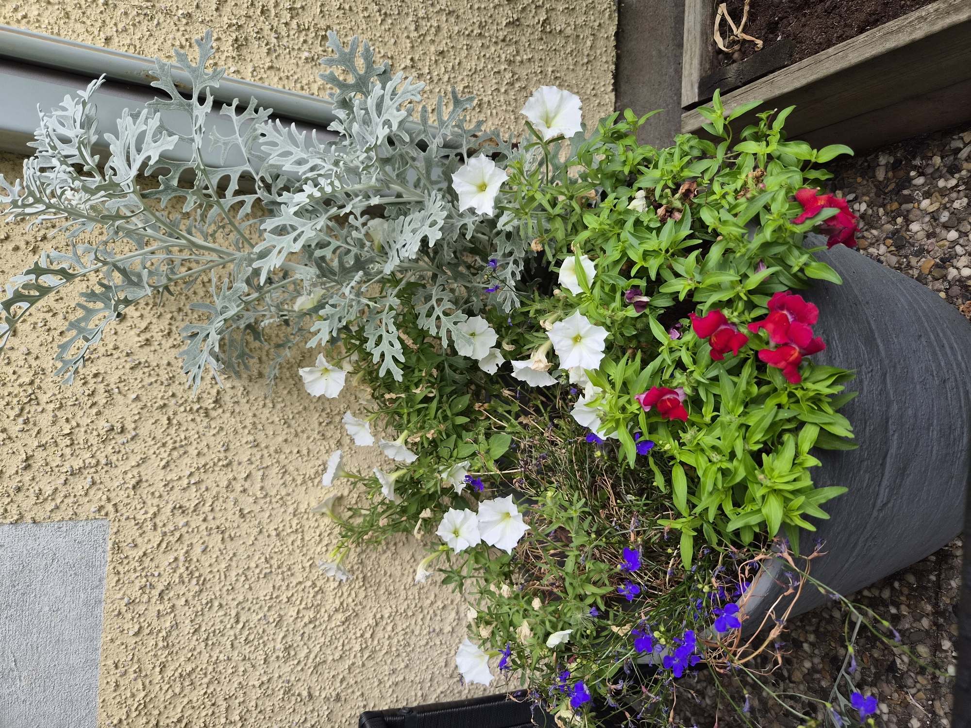 In the city of Heberg, Sweden, a planter filled with various flowers is positioned against a textured, light yellow exterior wall. The wall has two distinct patches of a lighter grey, rough finish. A silver-green, feathery plant, likely Dusty Miller, towers over the other flora. White petunias are interspersed throughout the planter, along with small purple lobelia flowers and vibrant red snapdragons at the forefront. The planter itself is dark gray and appears to be made of plastic or a similar material. The ground around the planter is covered in small, multi-colored pebbles. To the right of the planter, a raised wooden garden bed is visible, containing dark soil and a dried plant stem. The overall scene suggests an outdoor setting, possibly a garden or patio area.