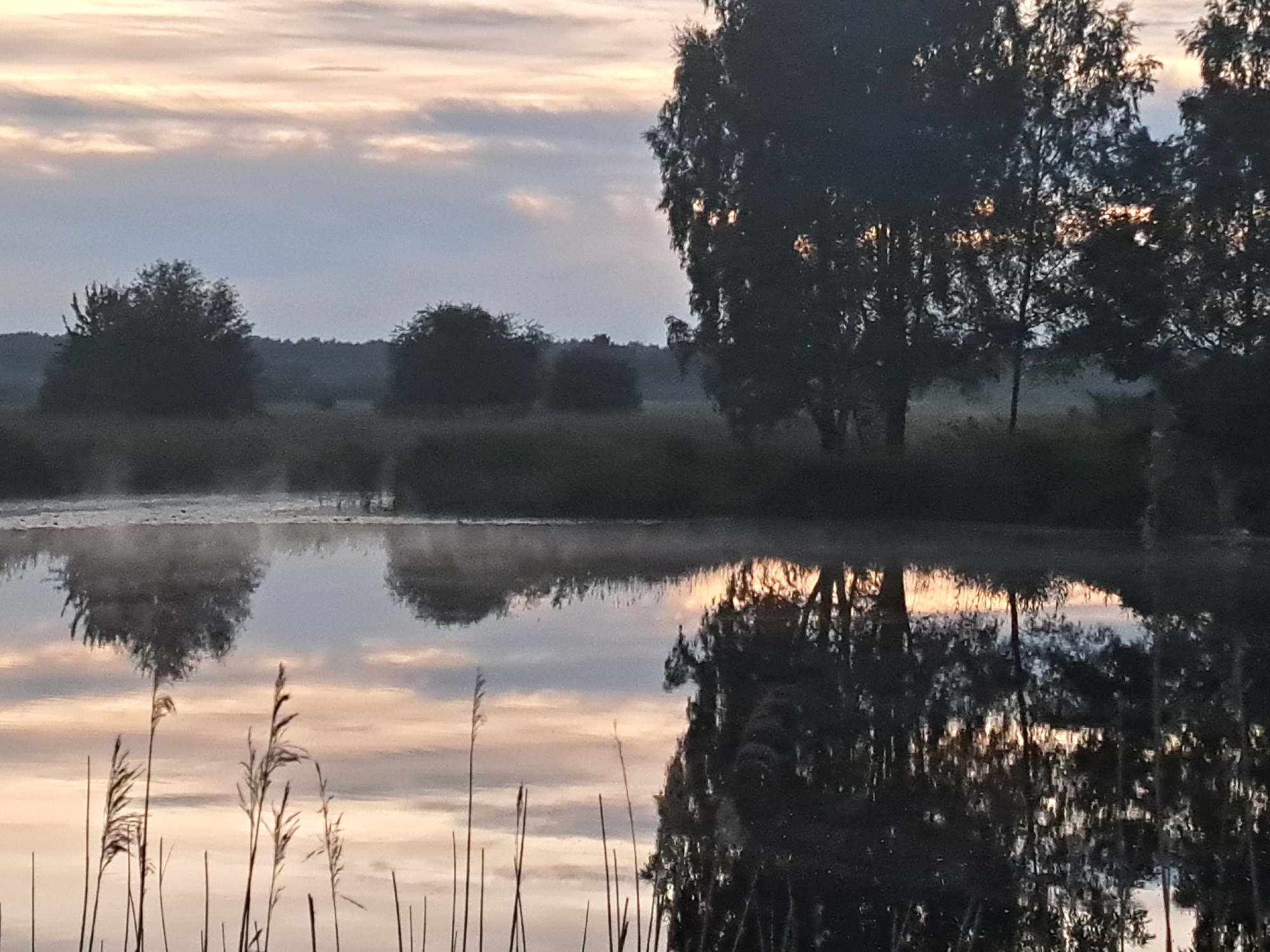A tranquil, serene landscape depicts a still body of water reflecting the sky and trees. The sky is a soft blend of muted blues, grays, and hints of pale orange and pink, suggesting either dawn or dusk. Wispy clouds are scattered across the sky, adding texture.
In the foreground, tall, thin reeds or grasses stand vertically, their dark silhouettes contrasting with the lighter tones of the water and sky. These reeds are particularly dense on the left side of the frame and extend upwards, partially obscuring the view of the water's surface.
The water itself is calm, with a glassy surface that perfectly mirrors the elements above. Reflections of trees and the sky create a dreamlike, almost painterly effect. On the right side of the frame, a large, dark tree stands prominently, its reflection a dark, almost black mass in the water. To the left and in the middle ground, several other trees with fuller canopies are visible, silhouetted against the sky and their reflections are also captured in the water. The landscape appears to be natural and undeveloped, possibly a marsh, lake, or pond in a rural or natural park setting.
The overall mood is peaceful and quiet, evoking a sense of calm and solitude. The low light conditions indicate that the photo was taken during the transitional hours of the day, either early morning or late evening. There are no visible people or man-made objects, further emphasizing the natural and undisturbed setting. The location context is Riga, Latvia.