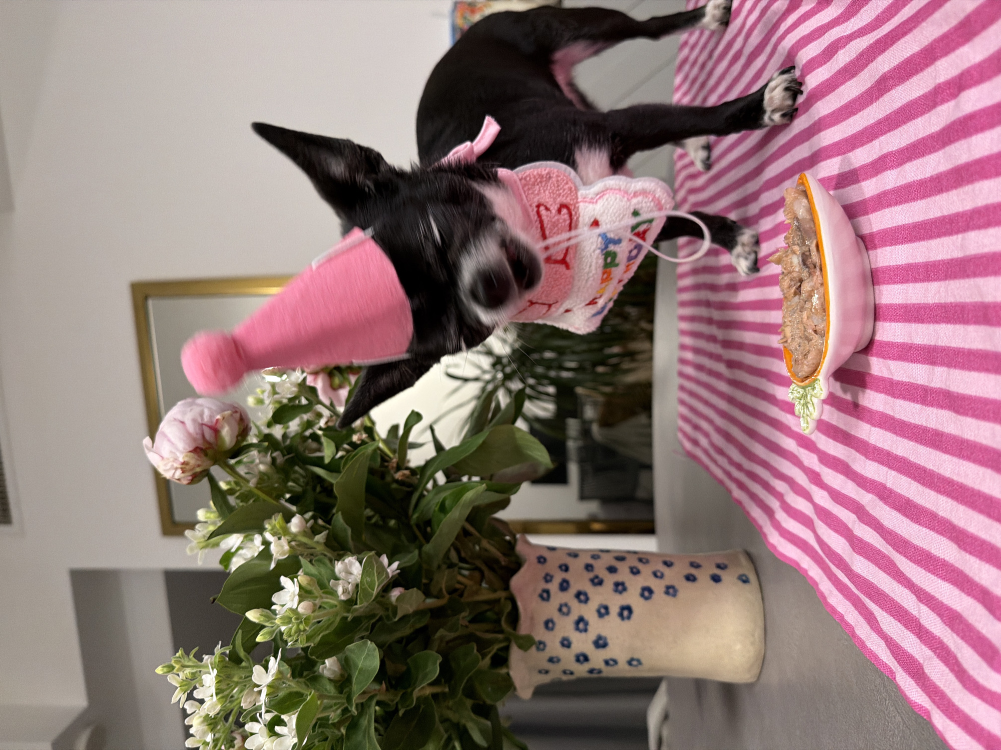 A dog is wearing a pink birthday hat and bib next to a bowl of food on a pink and white striped tablecloth. The dog is black and white. There is a vase of flowers next to the dog. The vase is white with blue designs. A mirror is in the background. The location is not specified in the image, so I cannot determine if it is in Tel-Aviv, Israel.