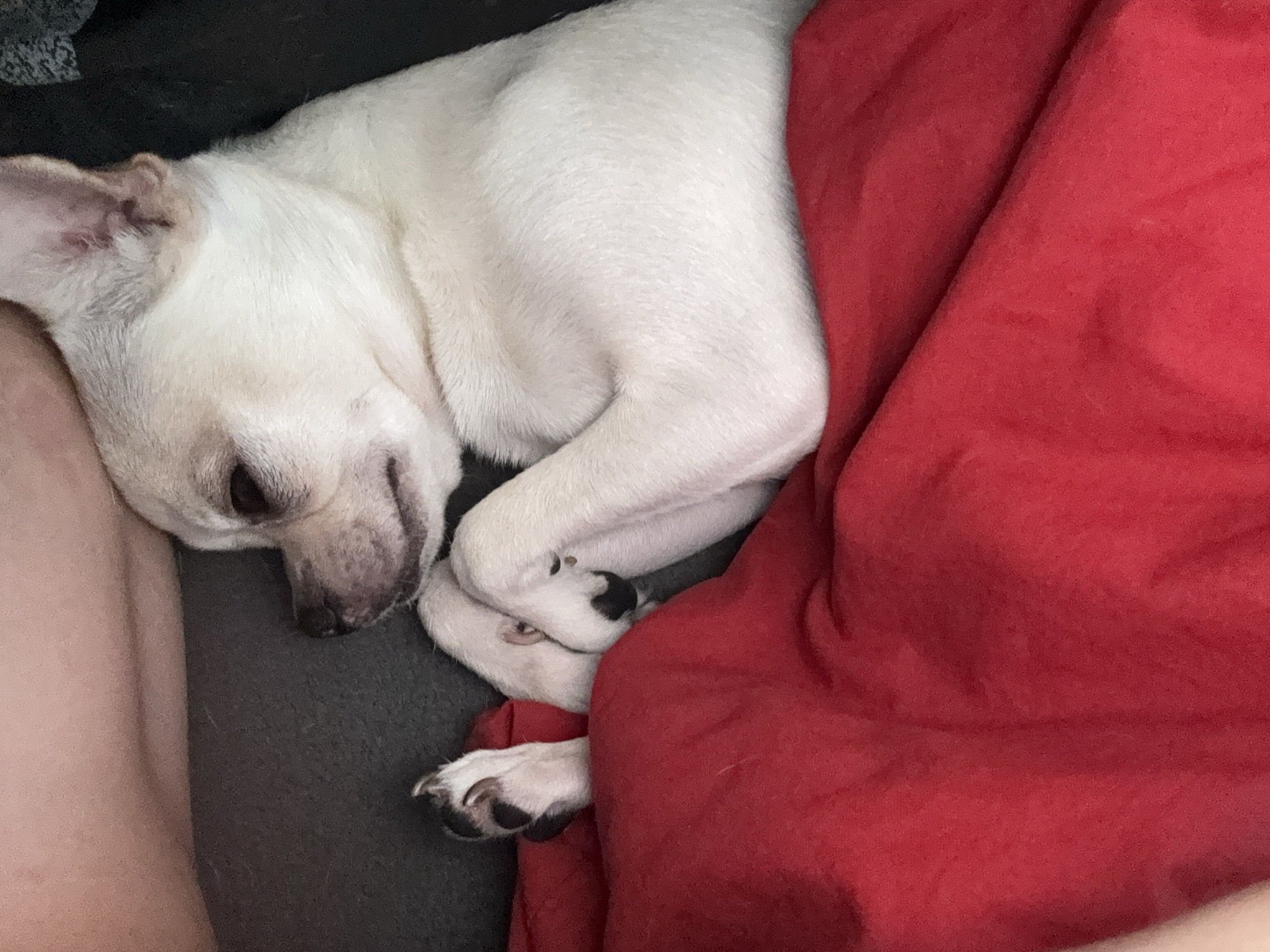 A white, short-haired dog is curled up asleep. It rests its head on a grey surface, with its paws tucked near a red blanket. A human leg is visible on the left. No information regarding the location can be derived from the image.