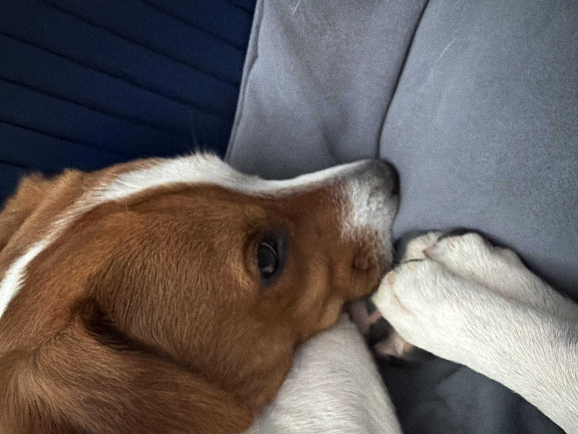 A close-up, eye-level shot shows a medium-sized dog with tan and white fur resting its head on a gray surface. The dog's eye is visible and appears to be looking down. Its paws are crossed in front of its face. The background consists of a dark blue, ribbed surface, possibly upholstery. The image is taken indoors, with no indications of an outdoor environment or specific city location.