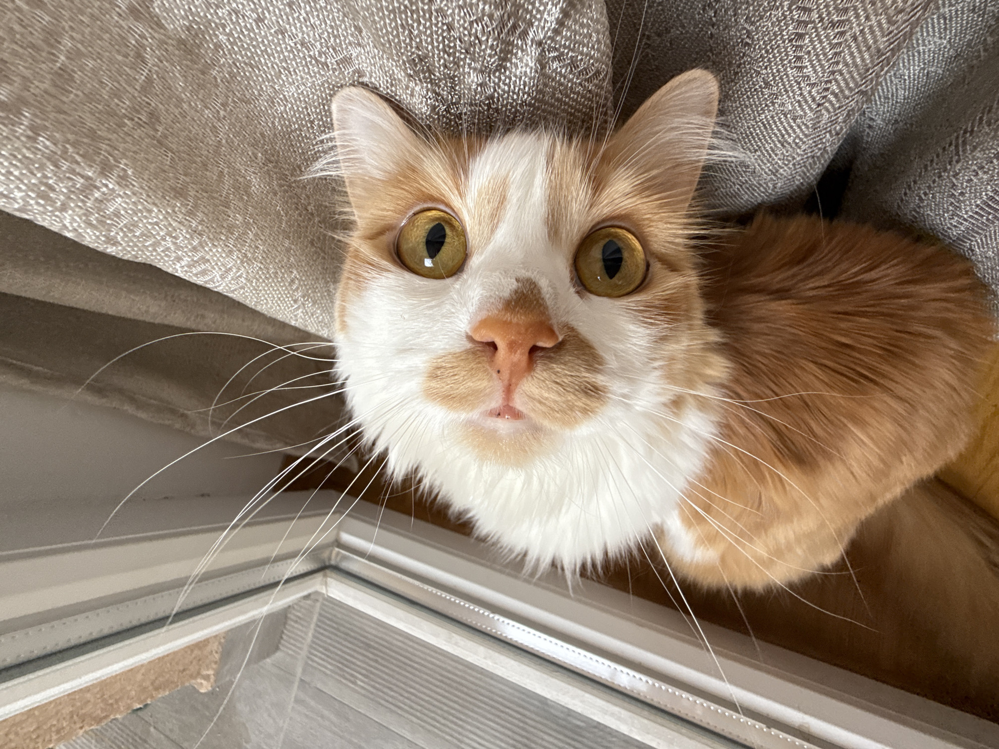 A medium shot, taken from above, shows an orange and white cat with large yellow eyes and long white whiskers. The cat is looking directly into the camera with its head tilted. It is partially resting on a textured, light brown fabric, possibly a couch or blanket. To the left of the cat is a white window frame and a glimpse of a light-colored floor with vertical lines. The background is mostly out of focus, showing the texture of the fabric. The lighting is natural, coming from the left. The image appears to be taken indoors, with no indication of a city or specific location.